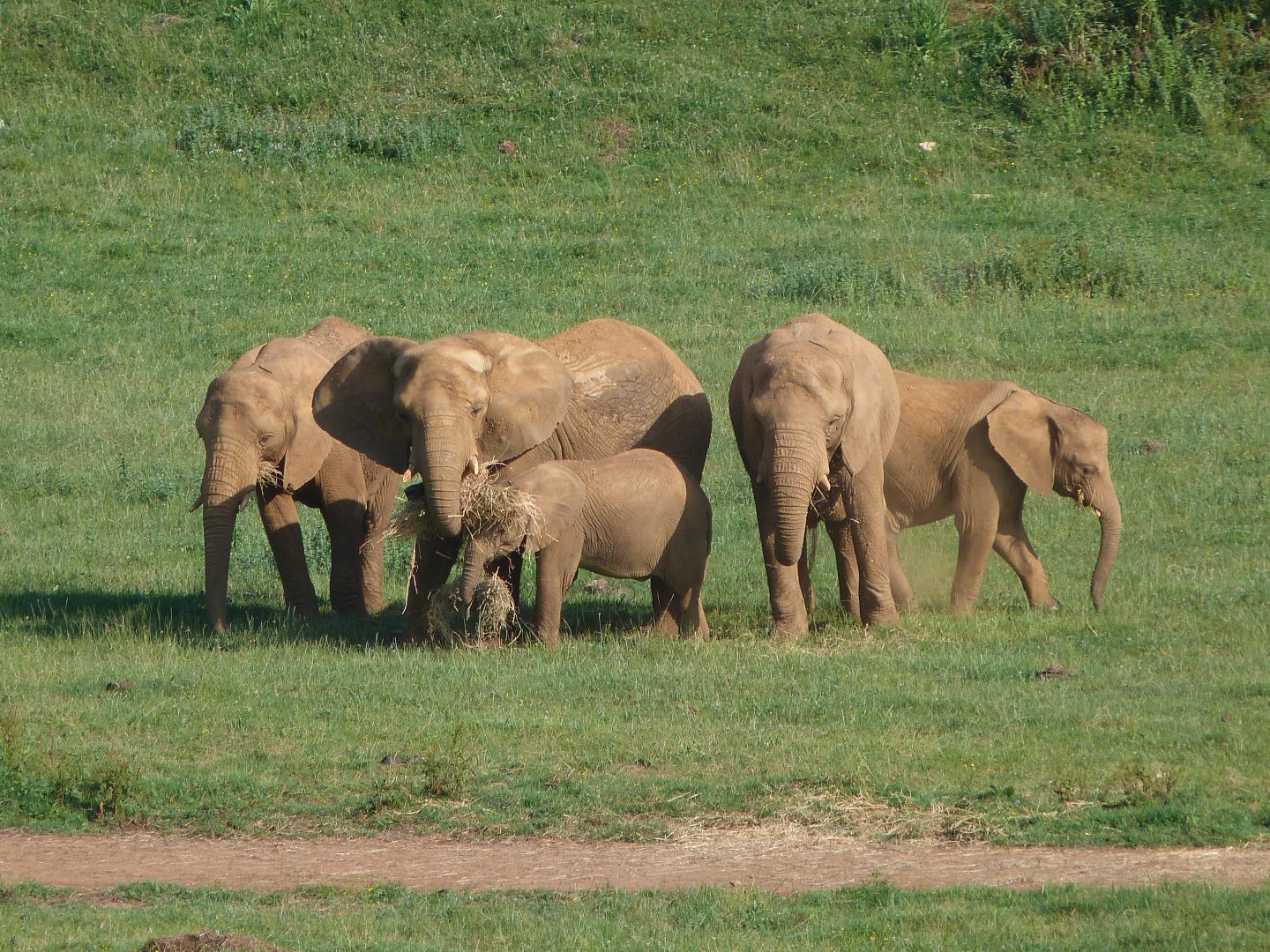 African bush elephants -Parque de la Naturaleza de Cabárceno (2025)
