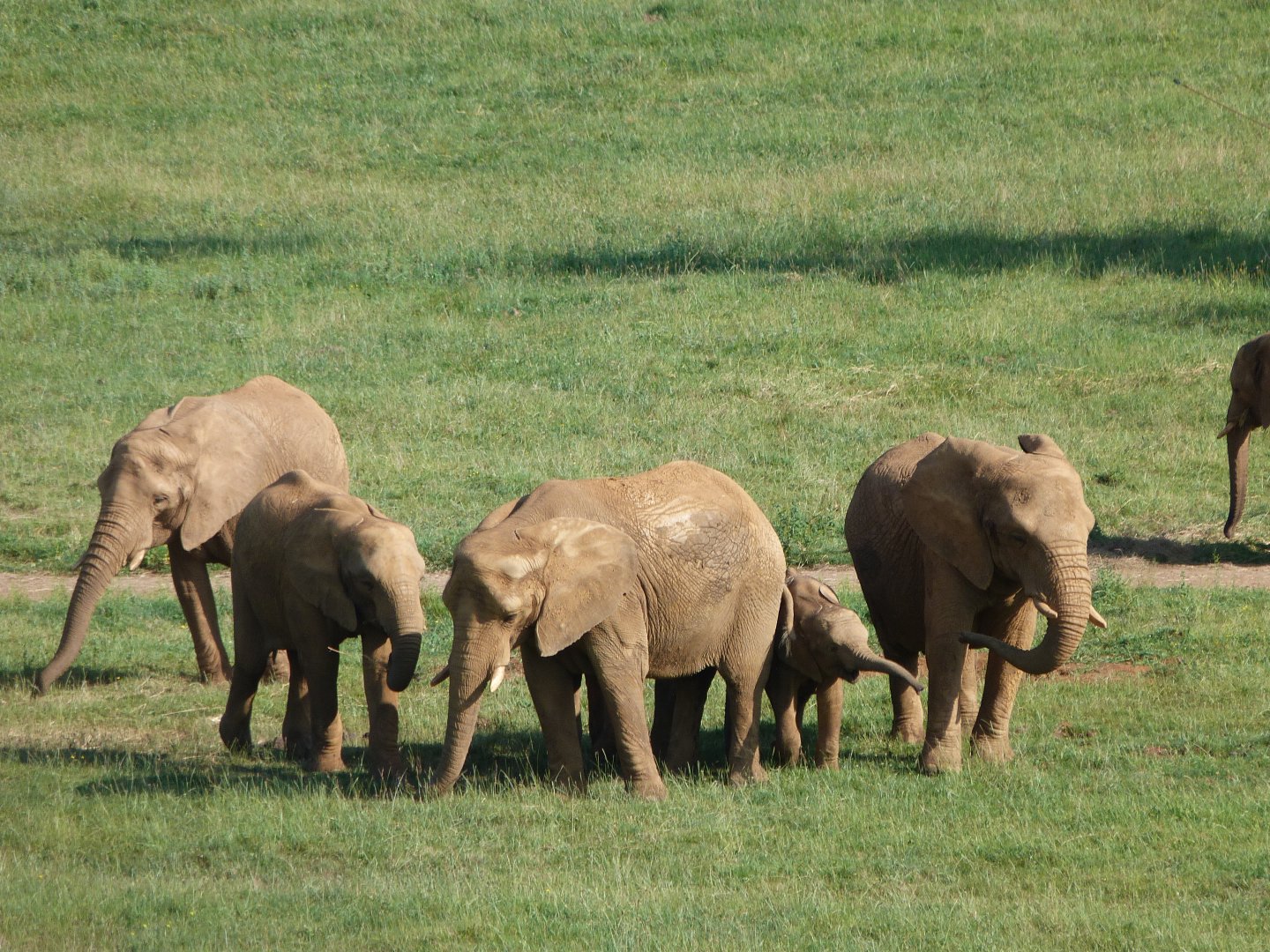African bush elephants -Parque de la Naturaleza de Cabárceno (2025)