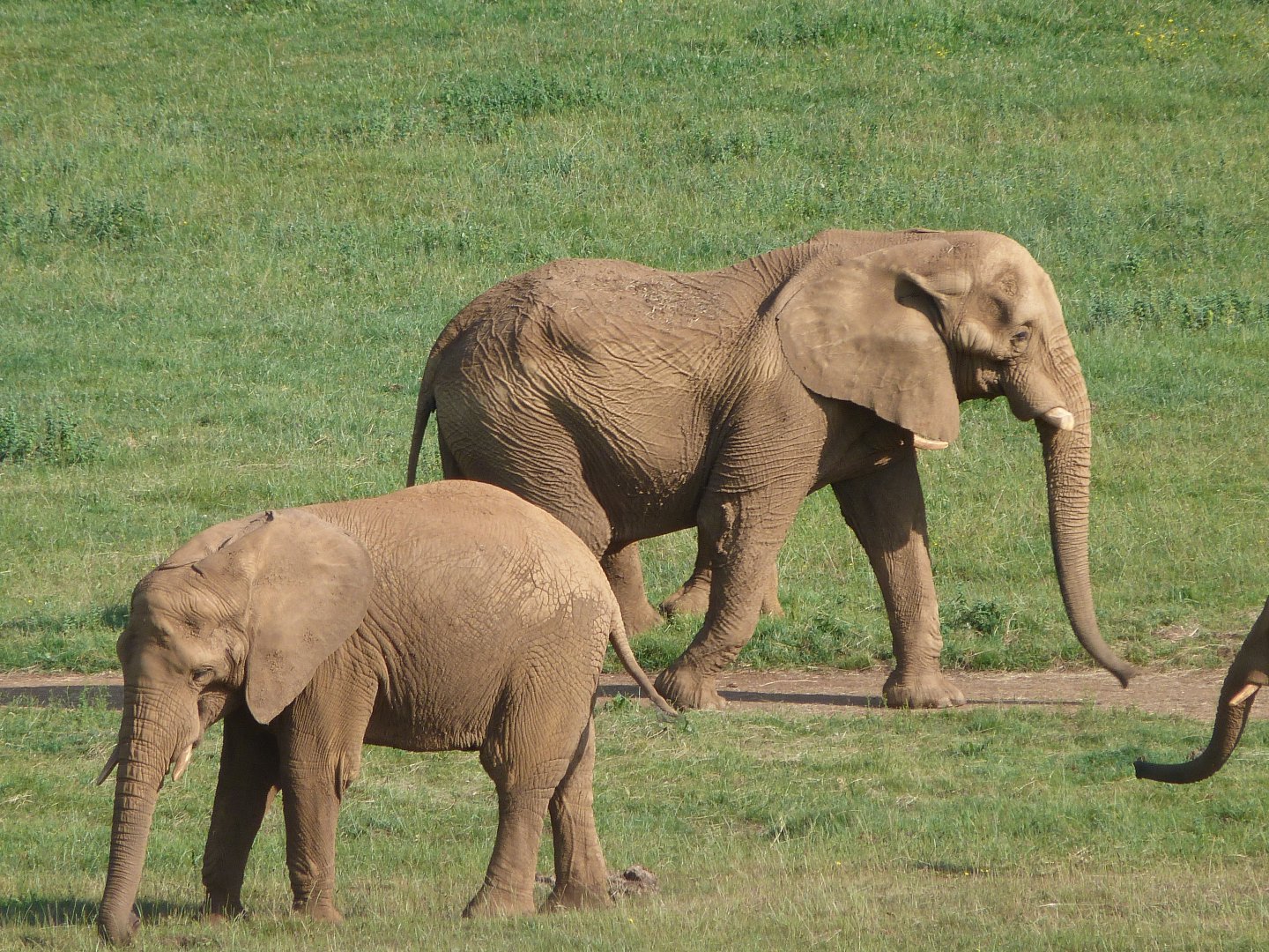 African bush elephants -Parque de la Naturaleza de Cabárceno (2025)