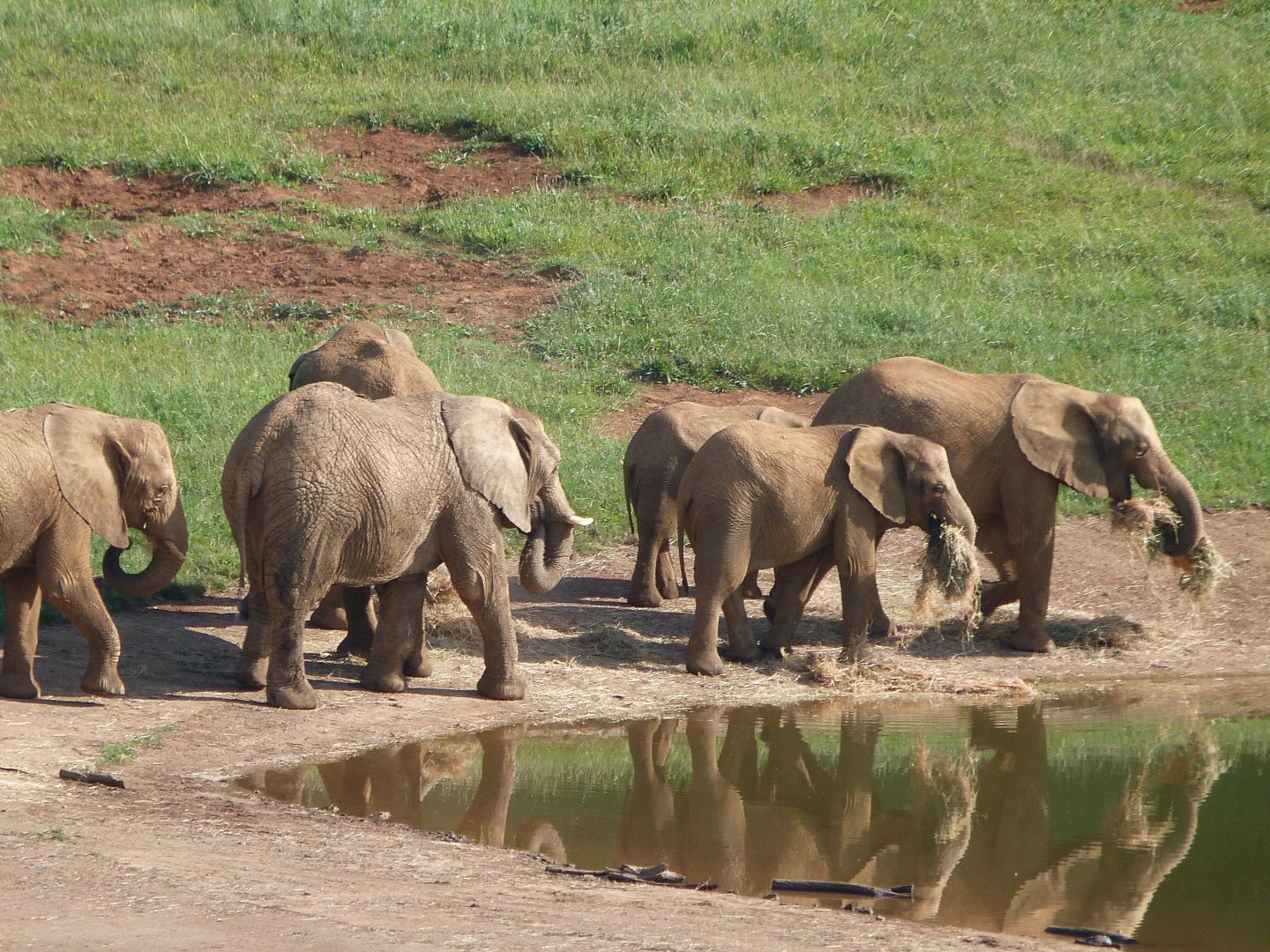 African bush elephants -Parque de la Naturaleza de Cabárceno (2025)