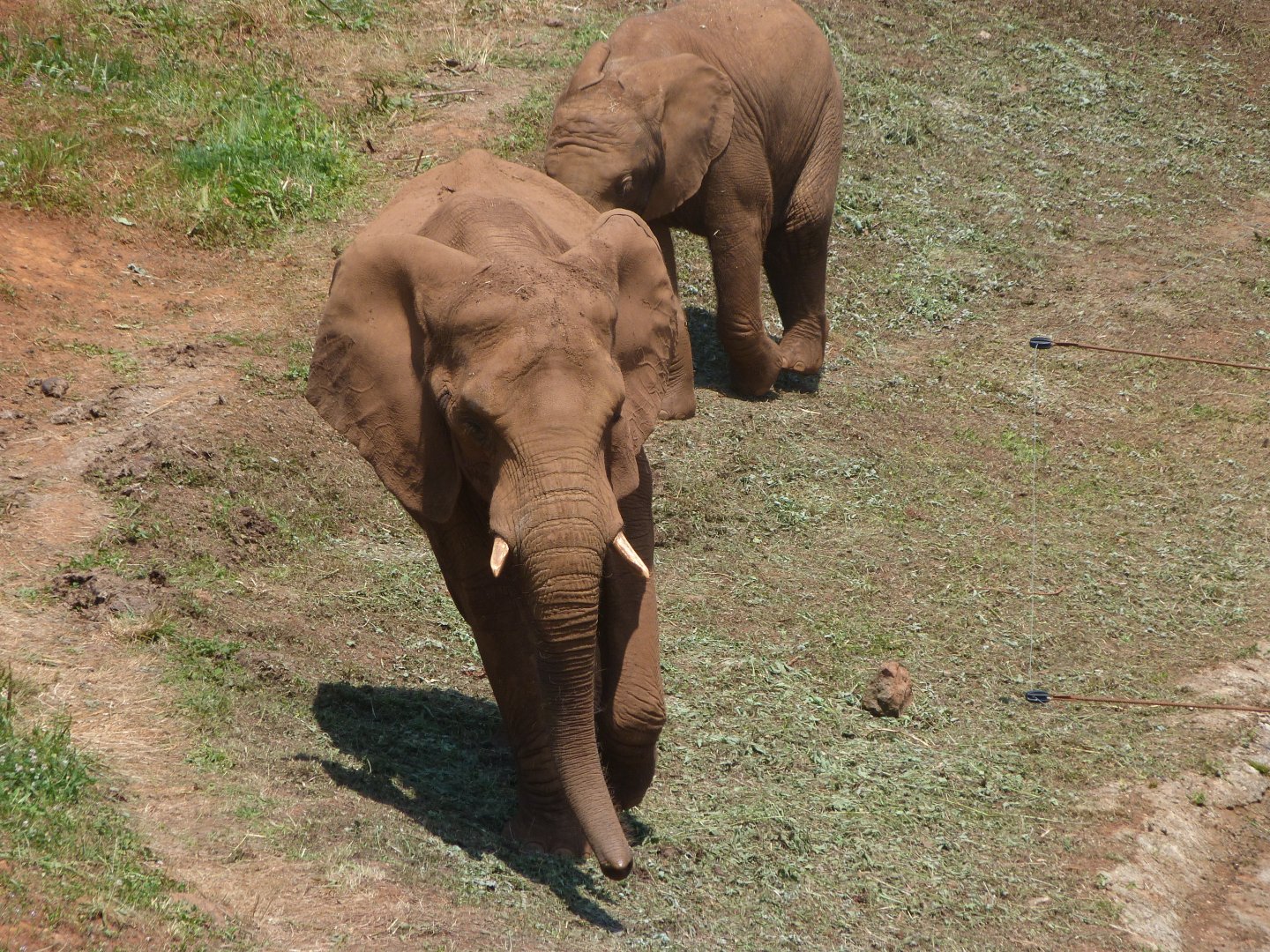 African bush elephants -Parque de la Naturaleza de Cabárceno (2025)