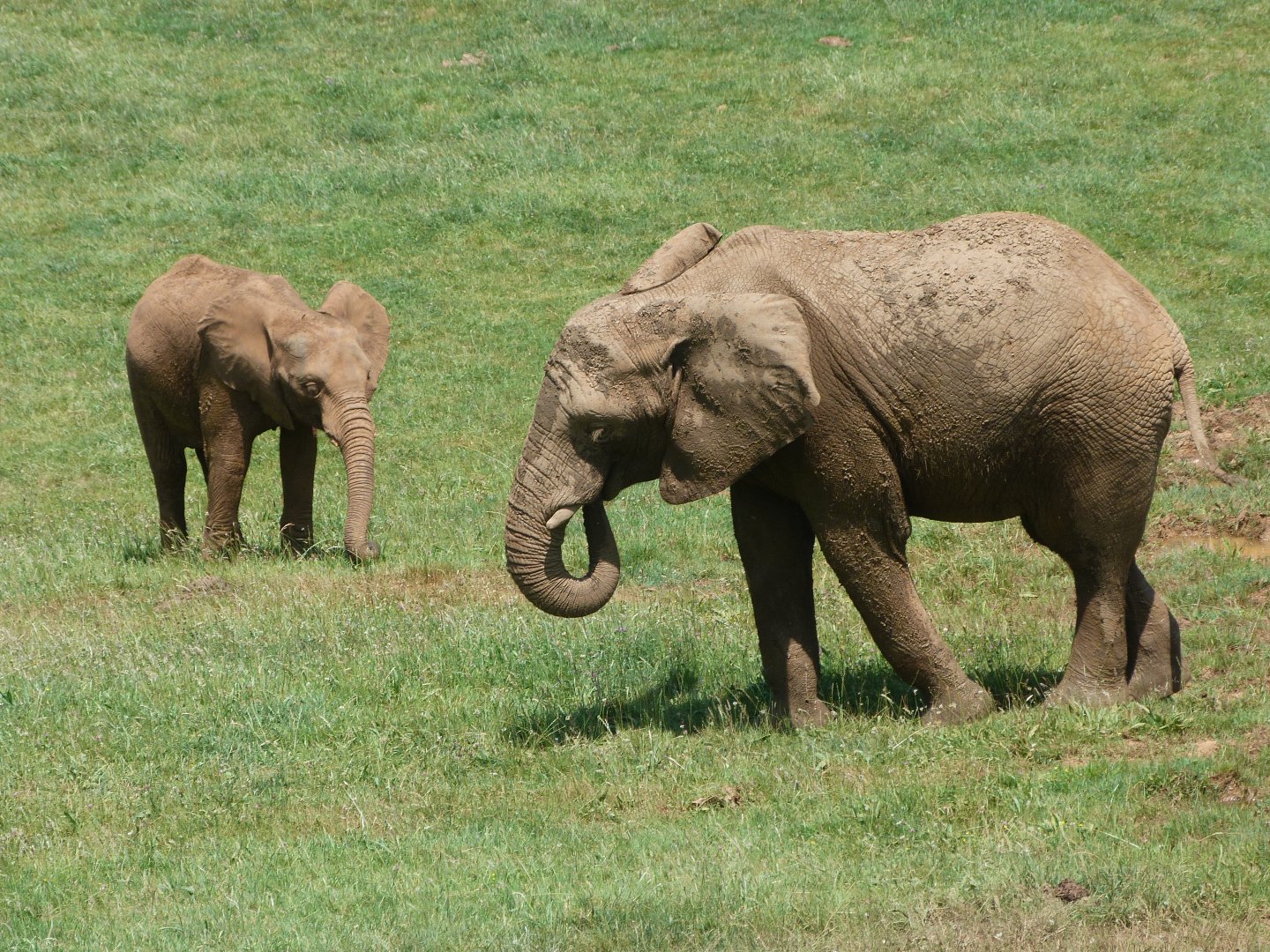 African bush elephants -Parque de la Naturaleza de Cabárceno (2025)