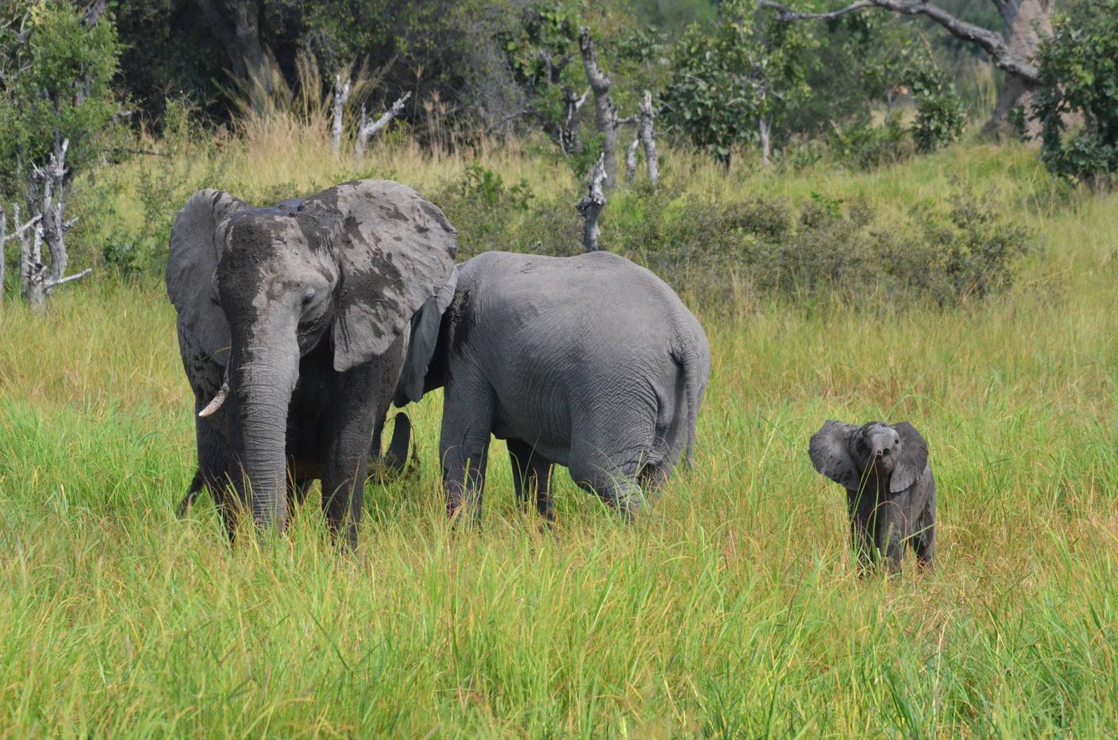 African Bush Elephants (with Calf), Khwai Community Area, Botswana, 24/04/1