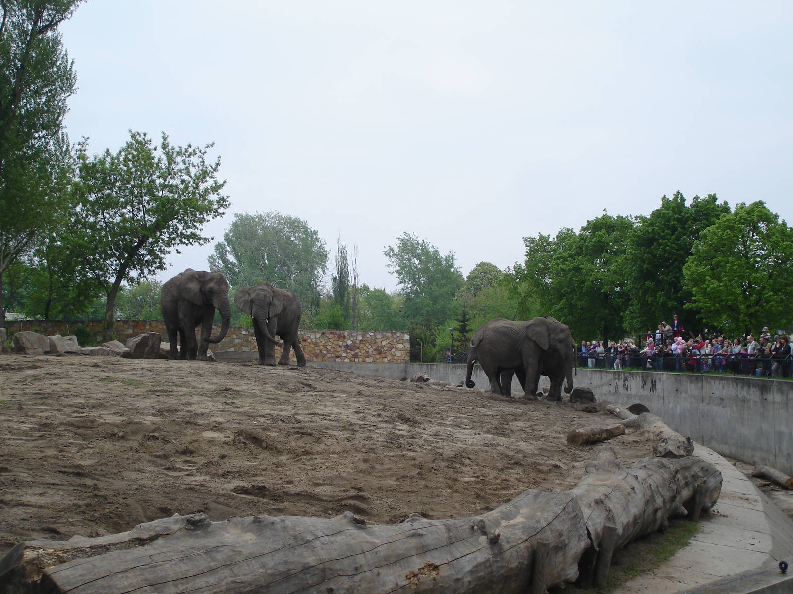 African Bush Elephants
