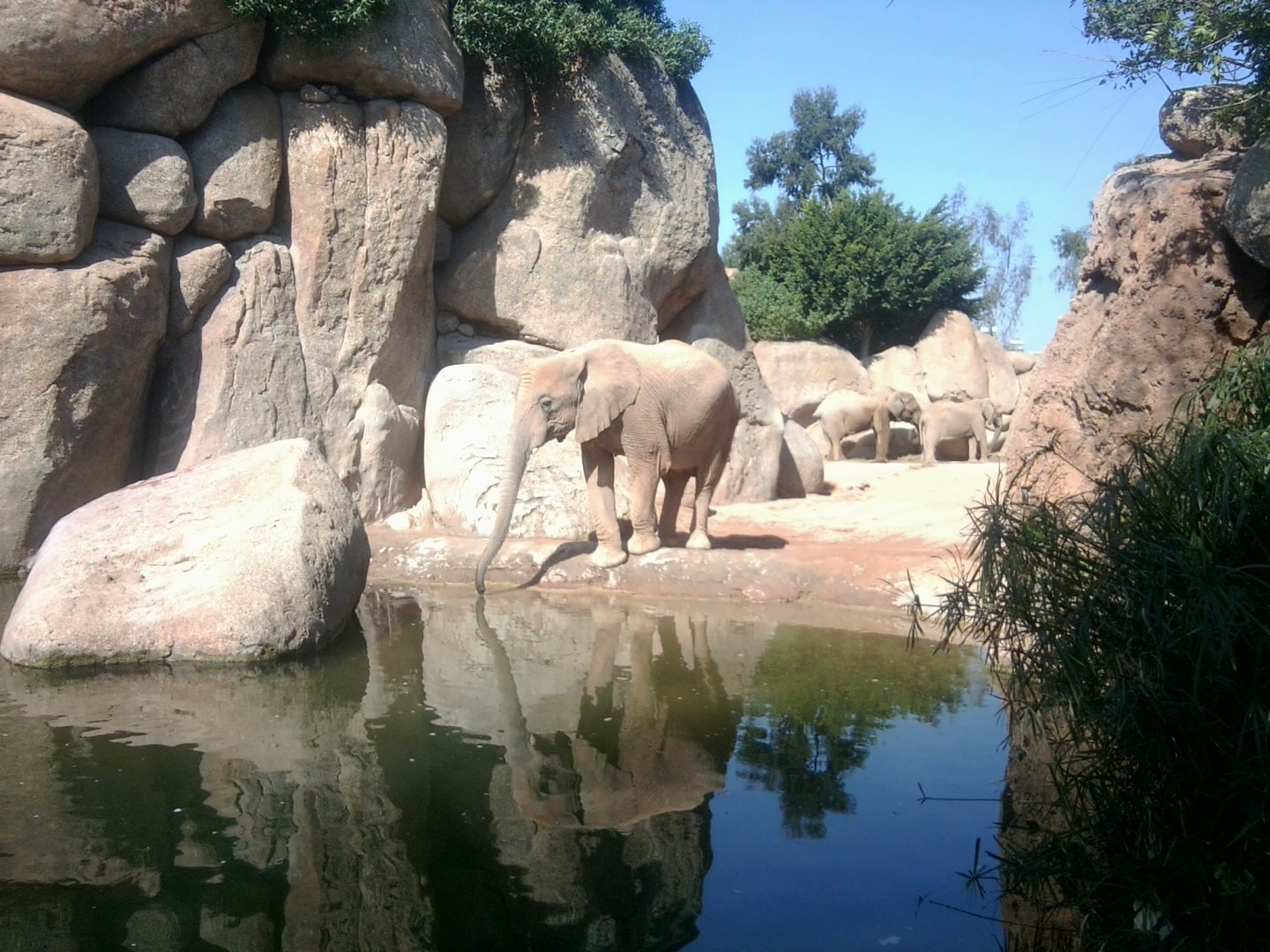 African bush elephants