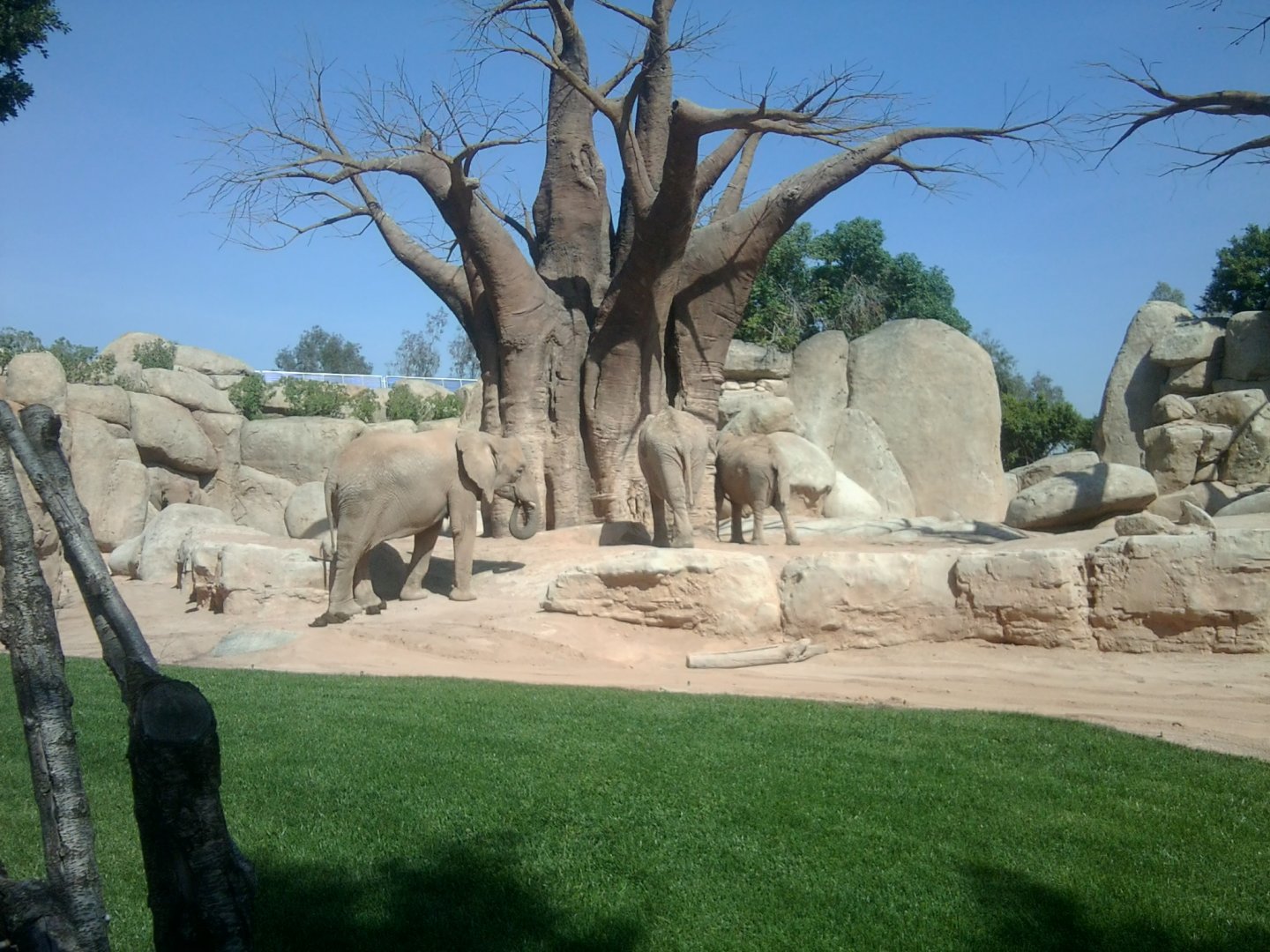 African bush elephants