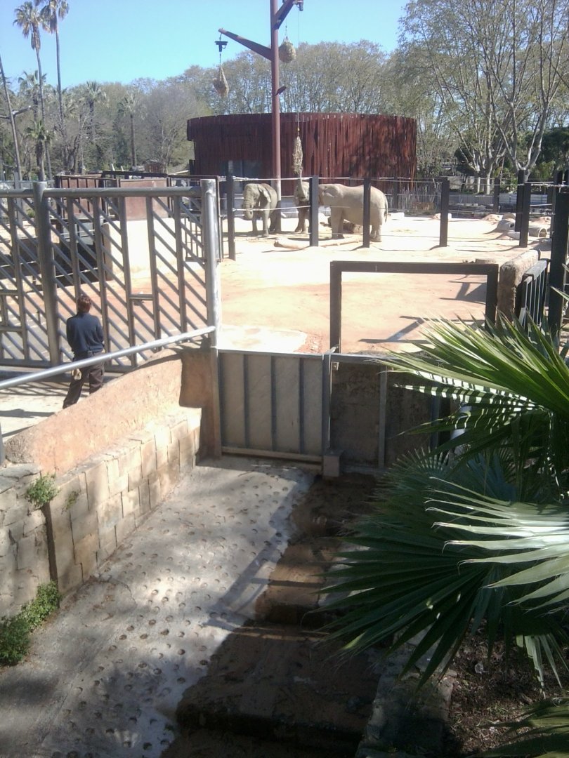 African bush elephants