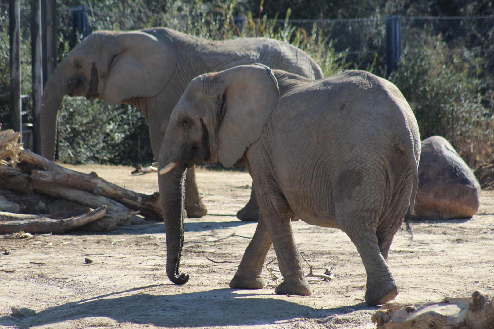 African Bush Elephants