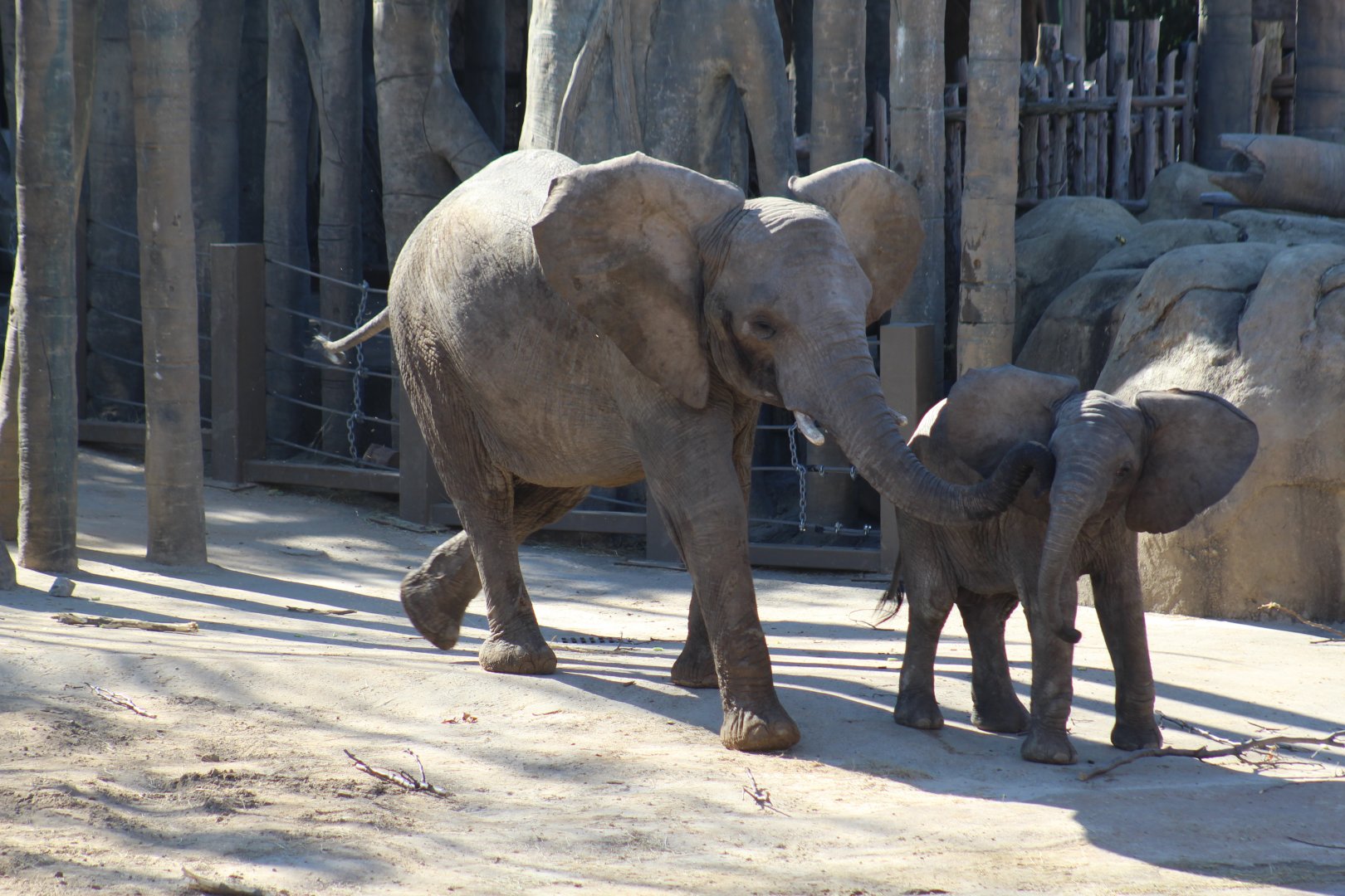 African Bush Elephants