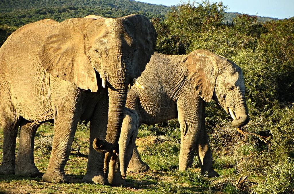 African Bush Elephants