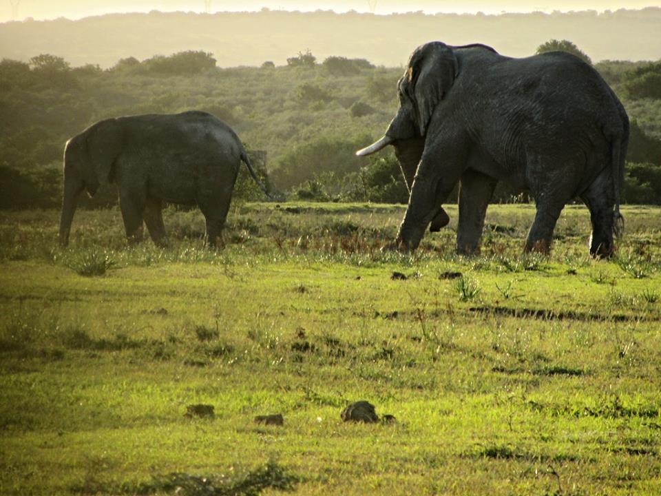 African Bush Elephants