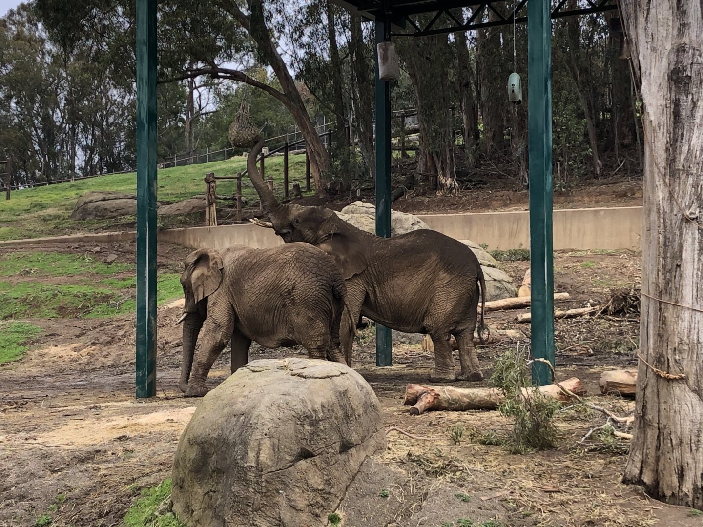 African bush elephants