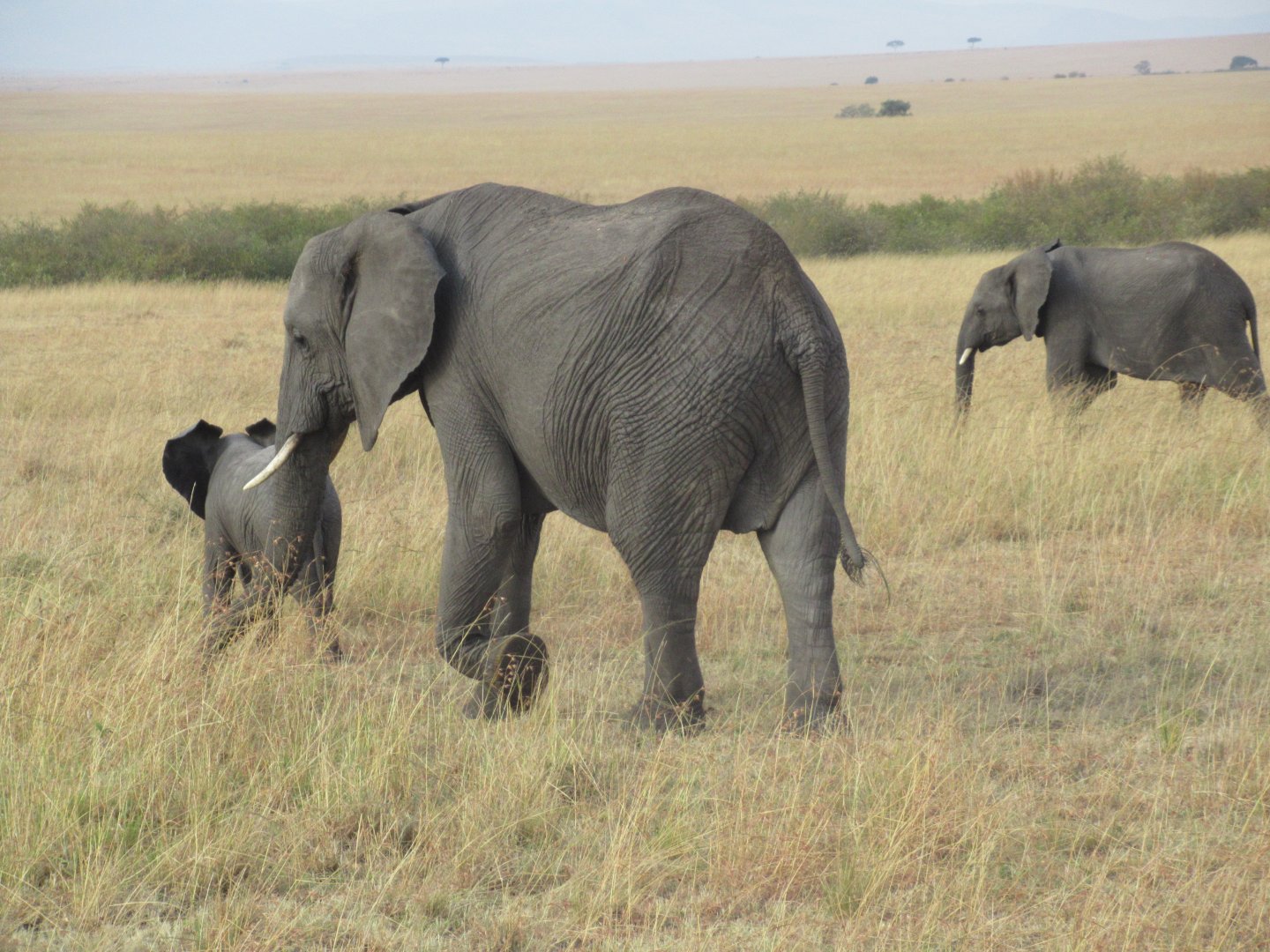 African bush elephants