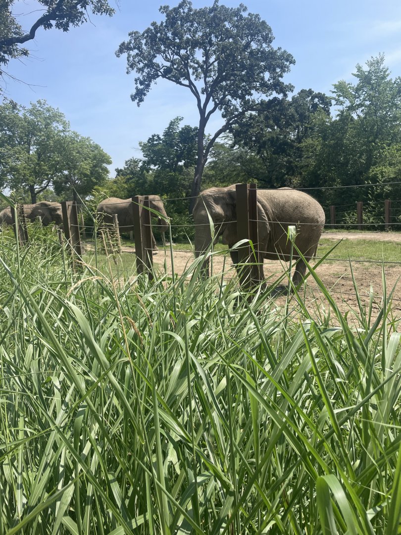 African Bush Elephants