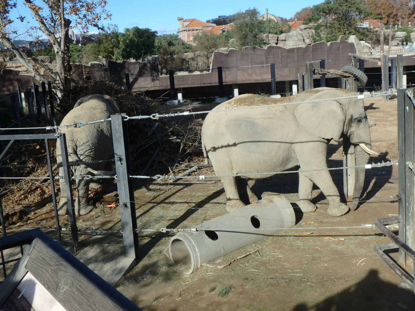 African bush elephants