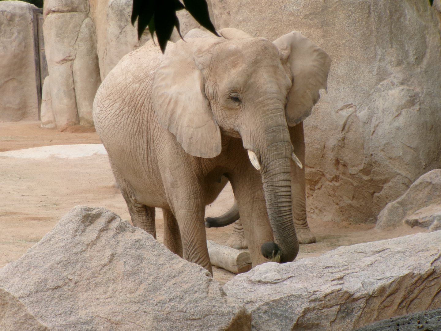 African bush elephants