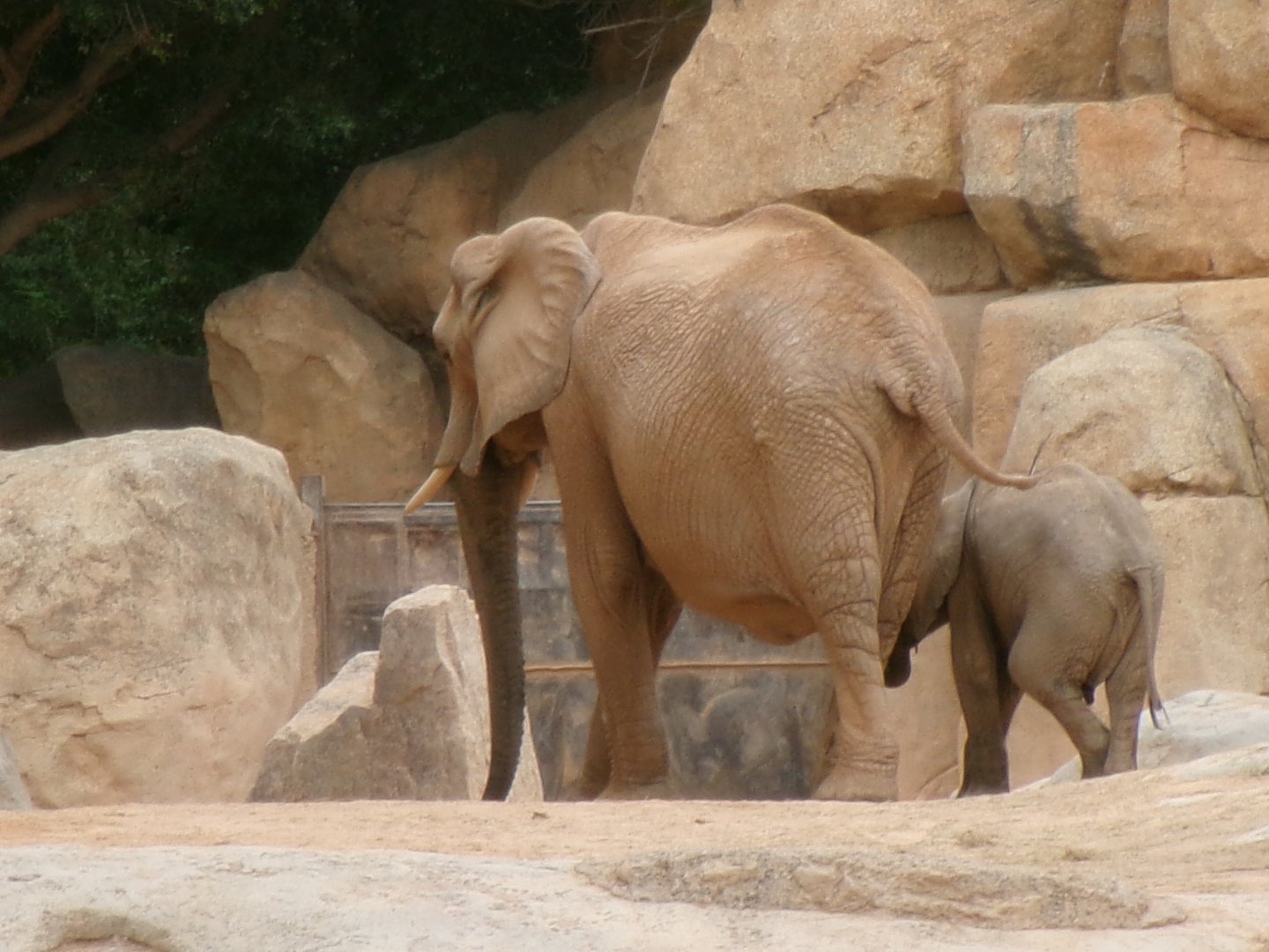 African bush elephants