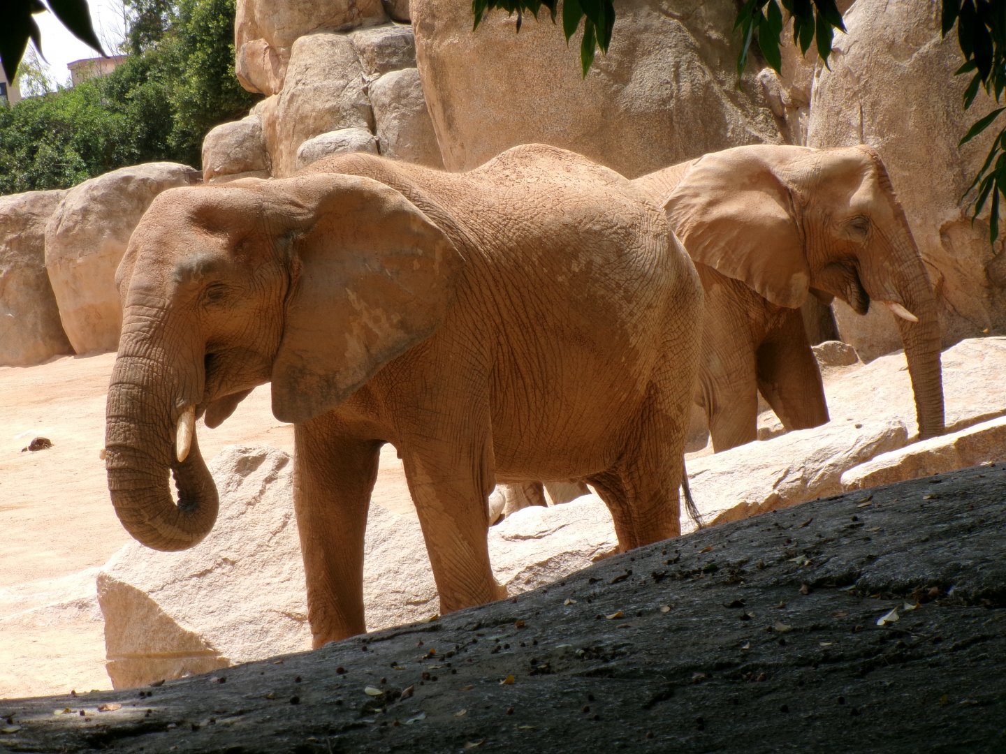 African bush elephants