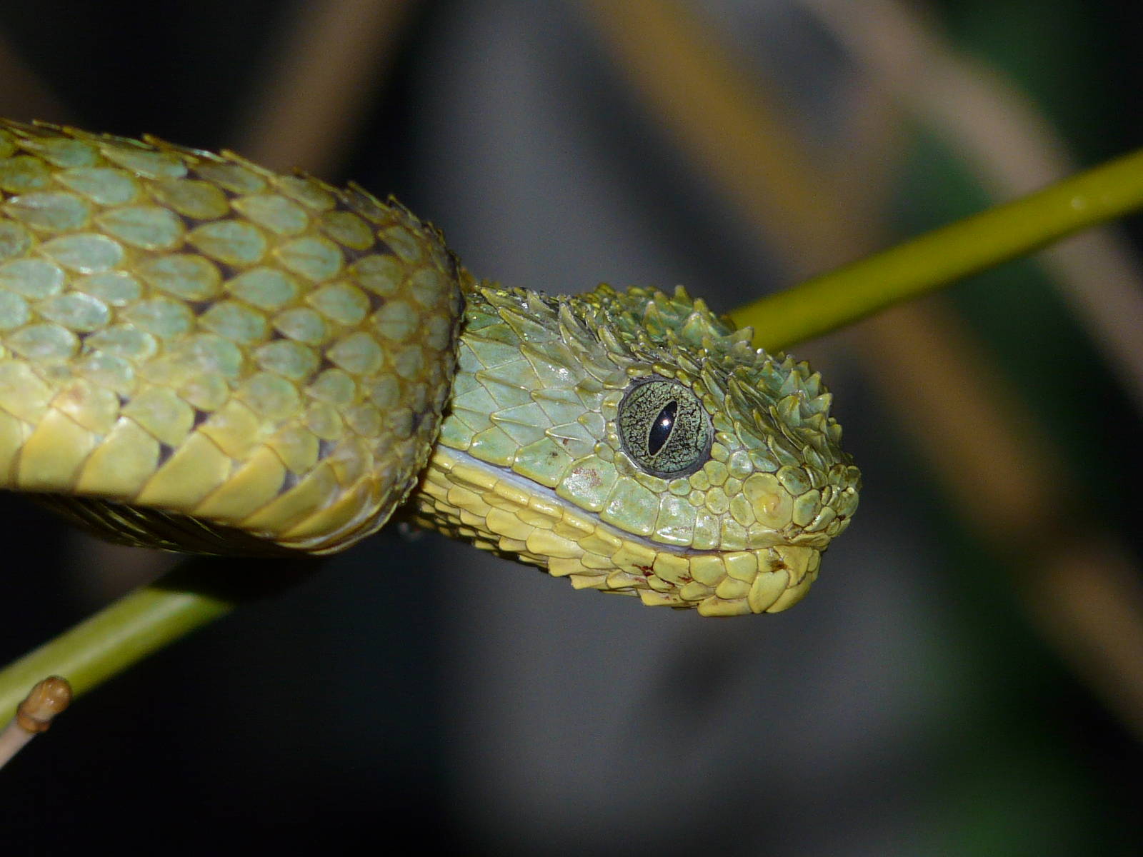 African bush viper/ Atheris squamiger