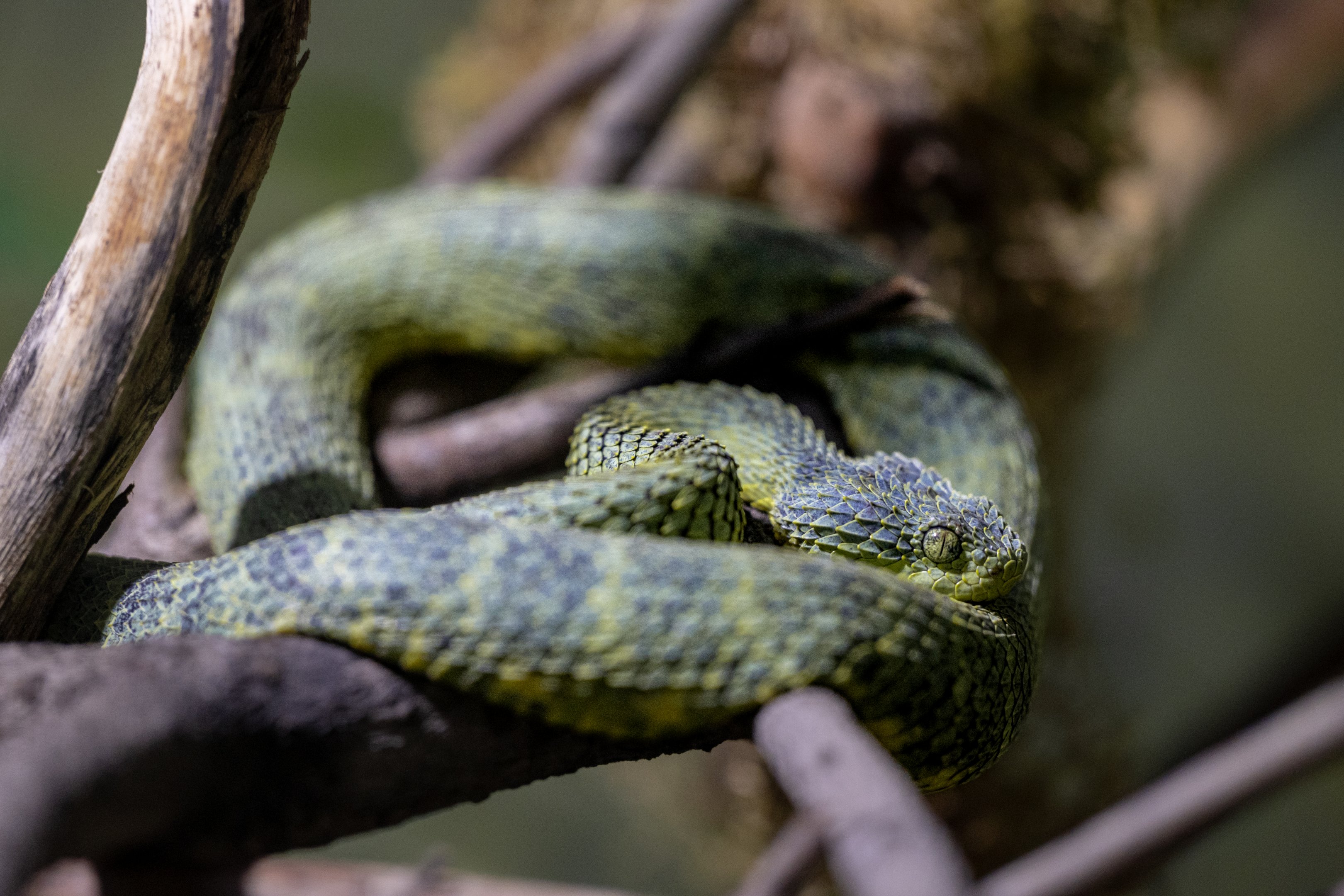 African Bush Viper