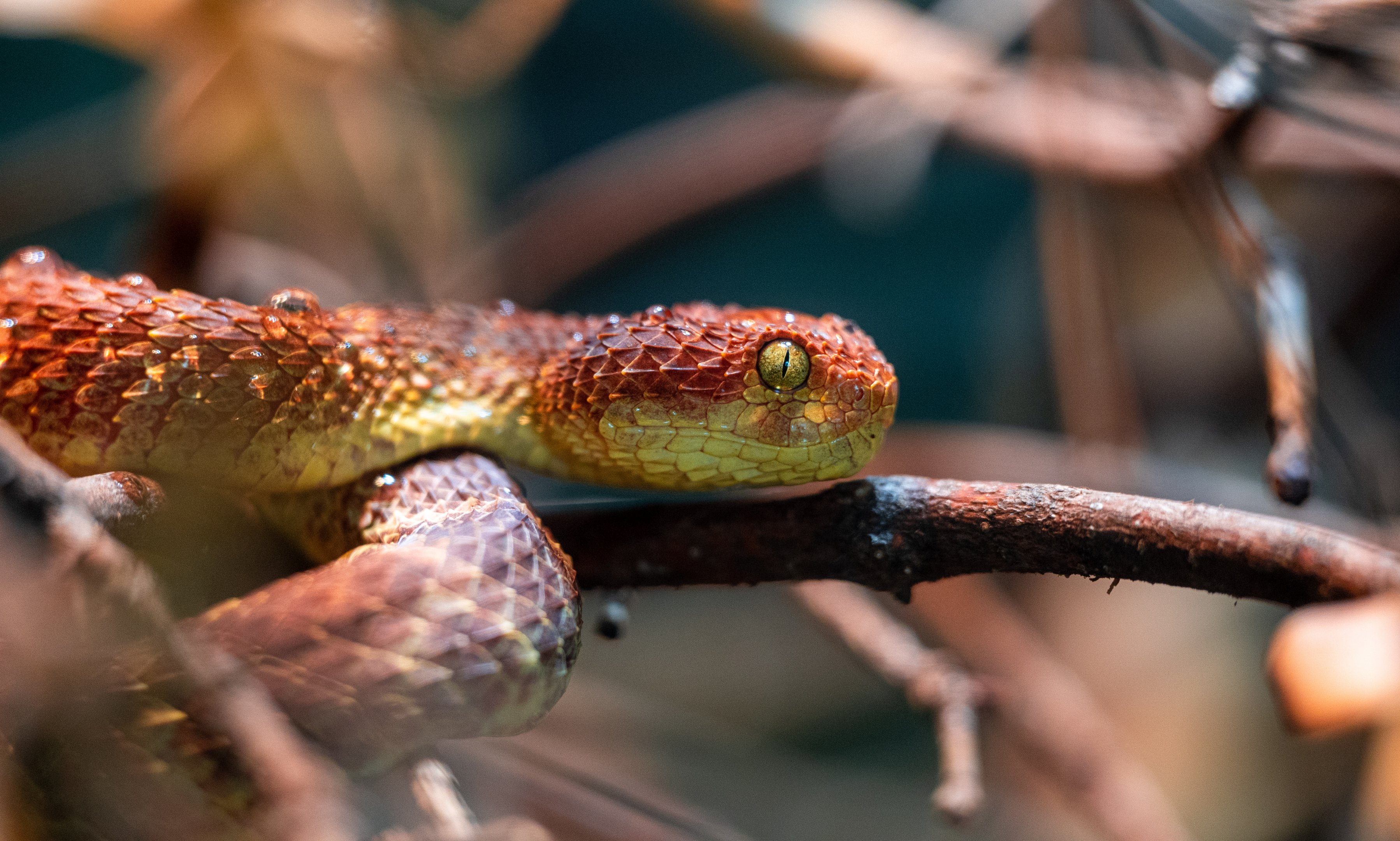 African Bush Viper