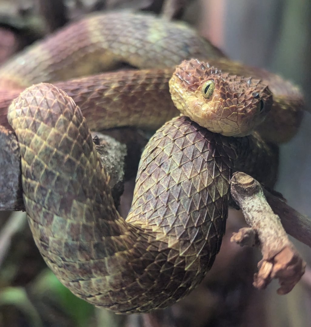 African Bush Viper