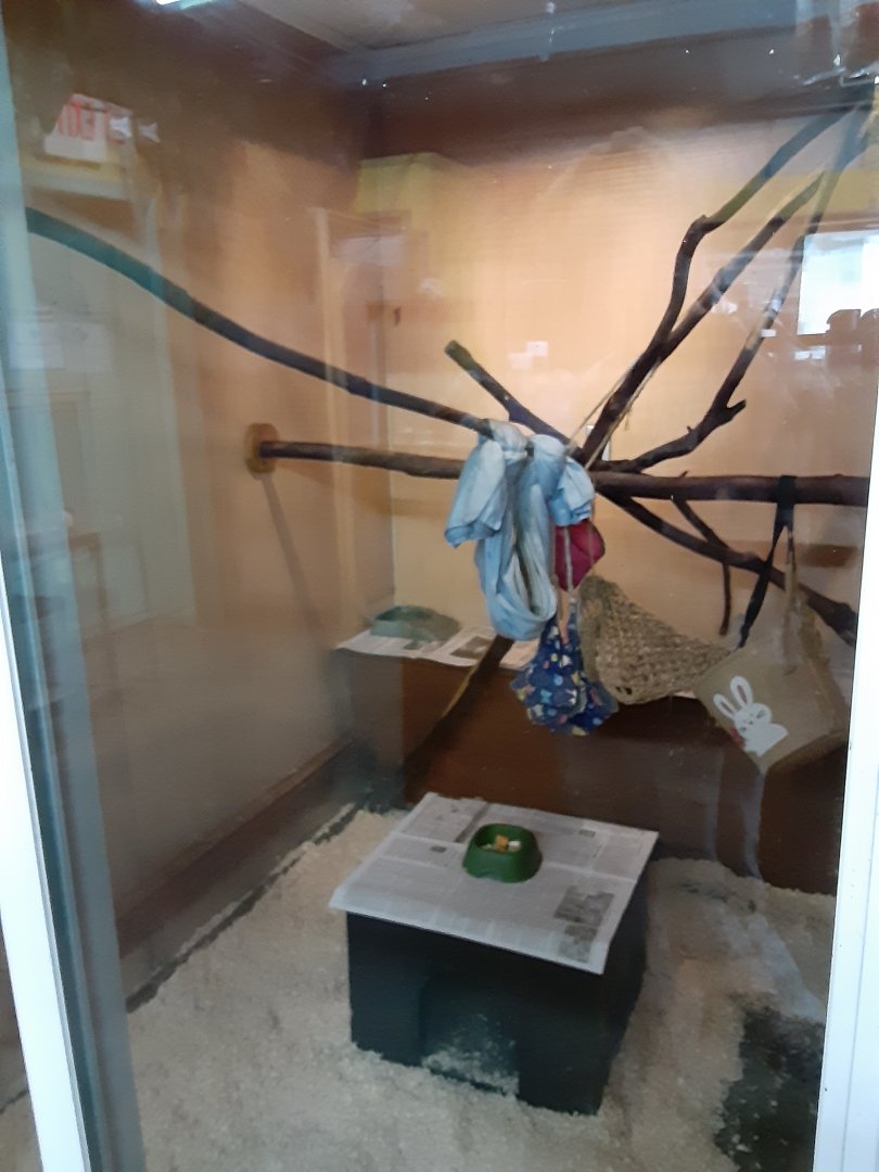 "African Bushbaby" Exhibit