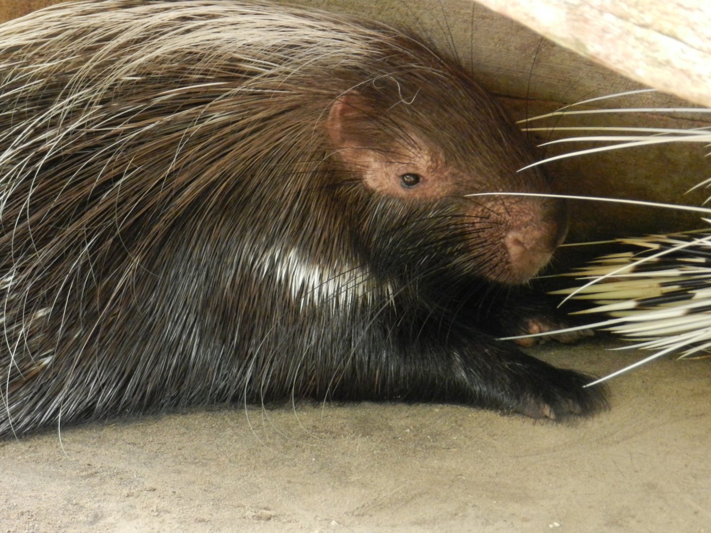 African Cape Porcupine (Hystrix africaeaustralis) at Central Florida Zoo and Botanical Gardens