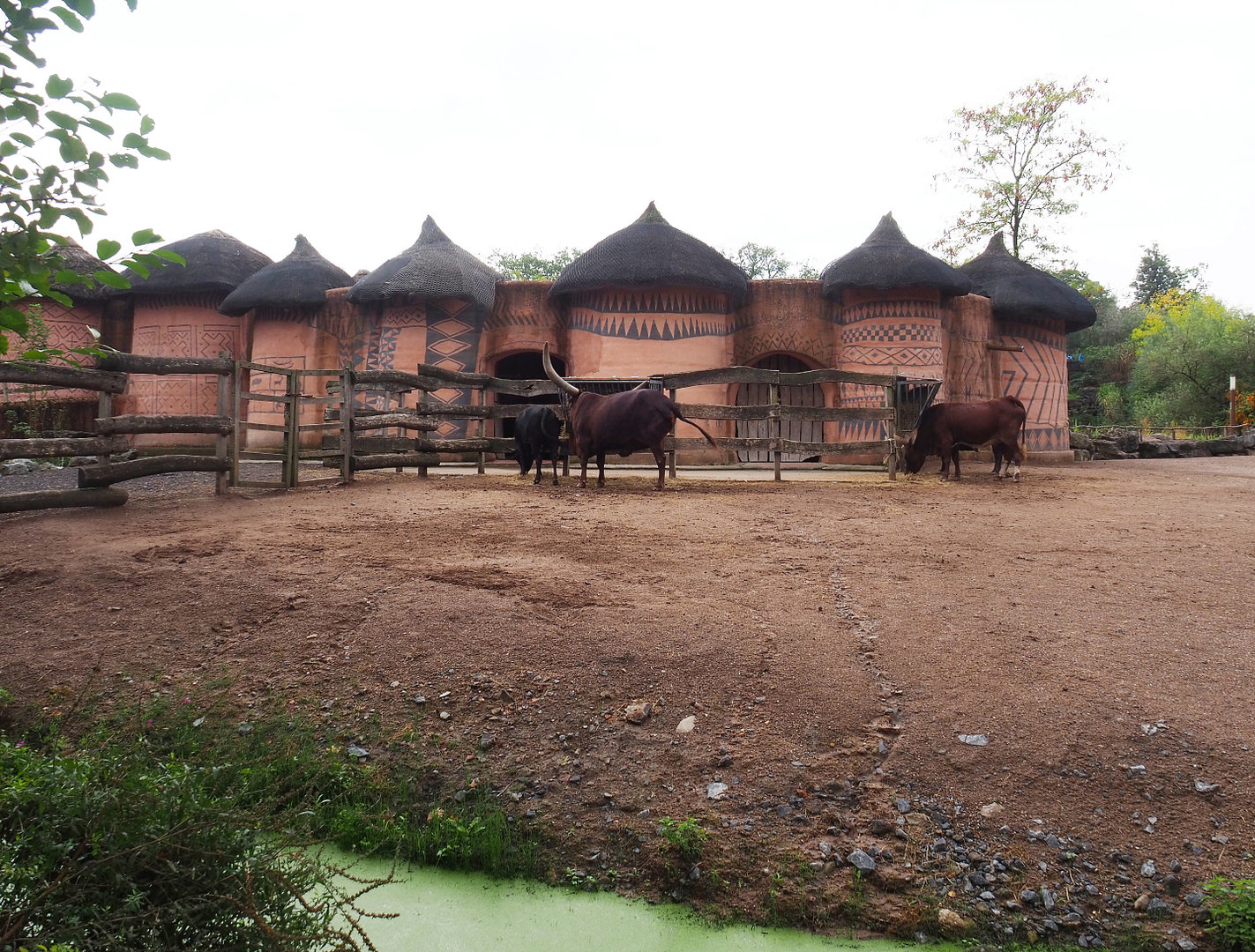 African cattle and ostrich barn and separation paddock