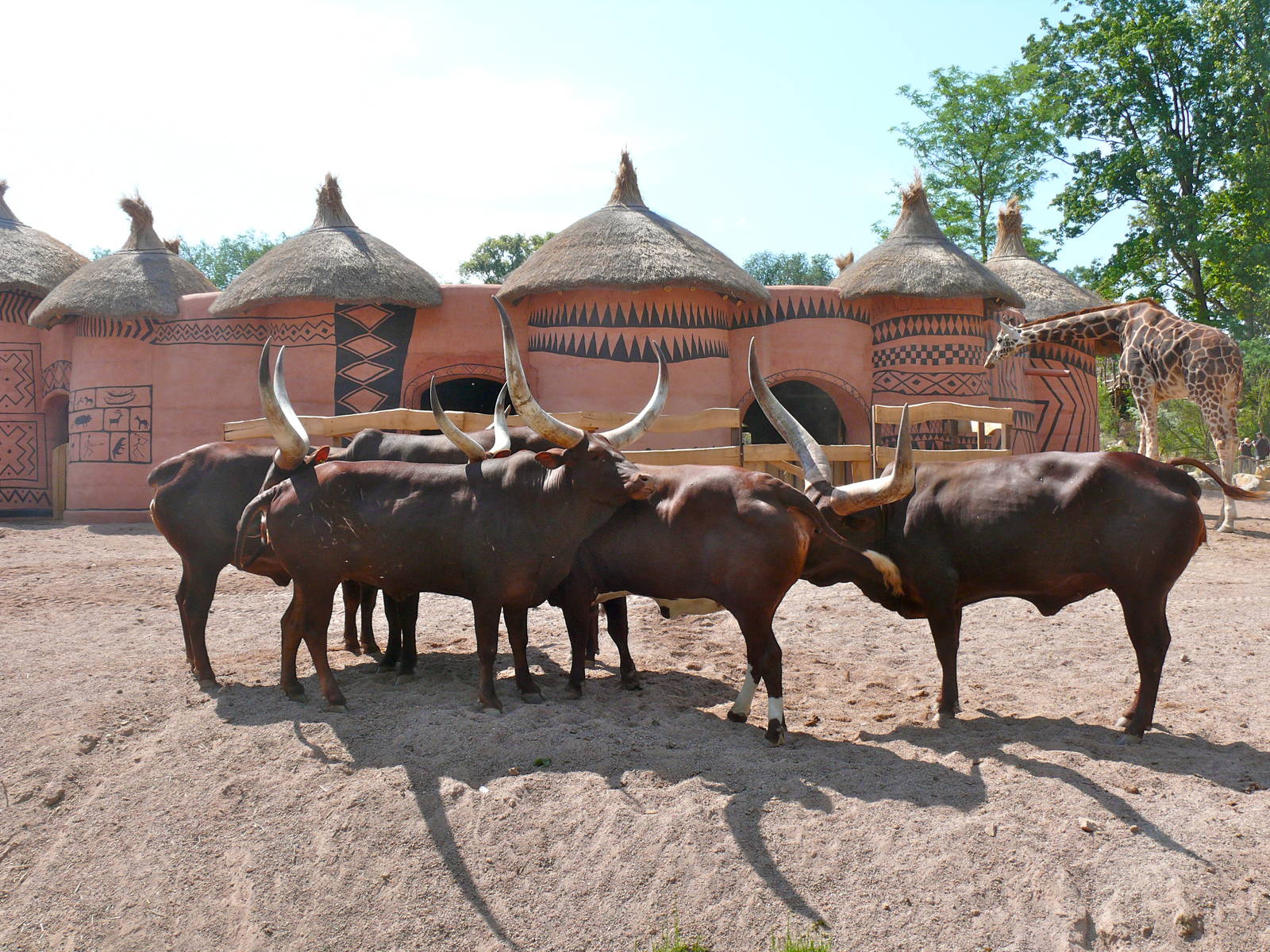 African cattle, July 2012