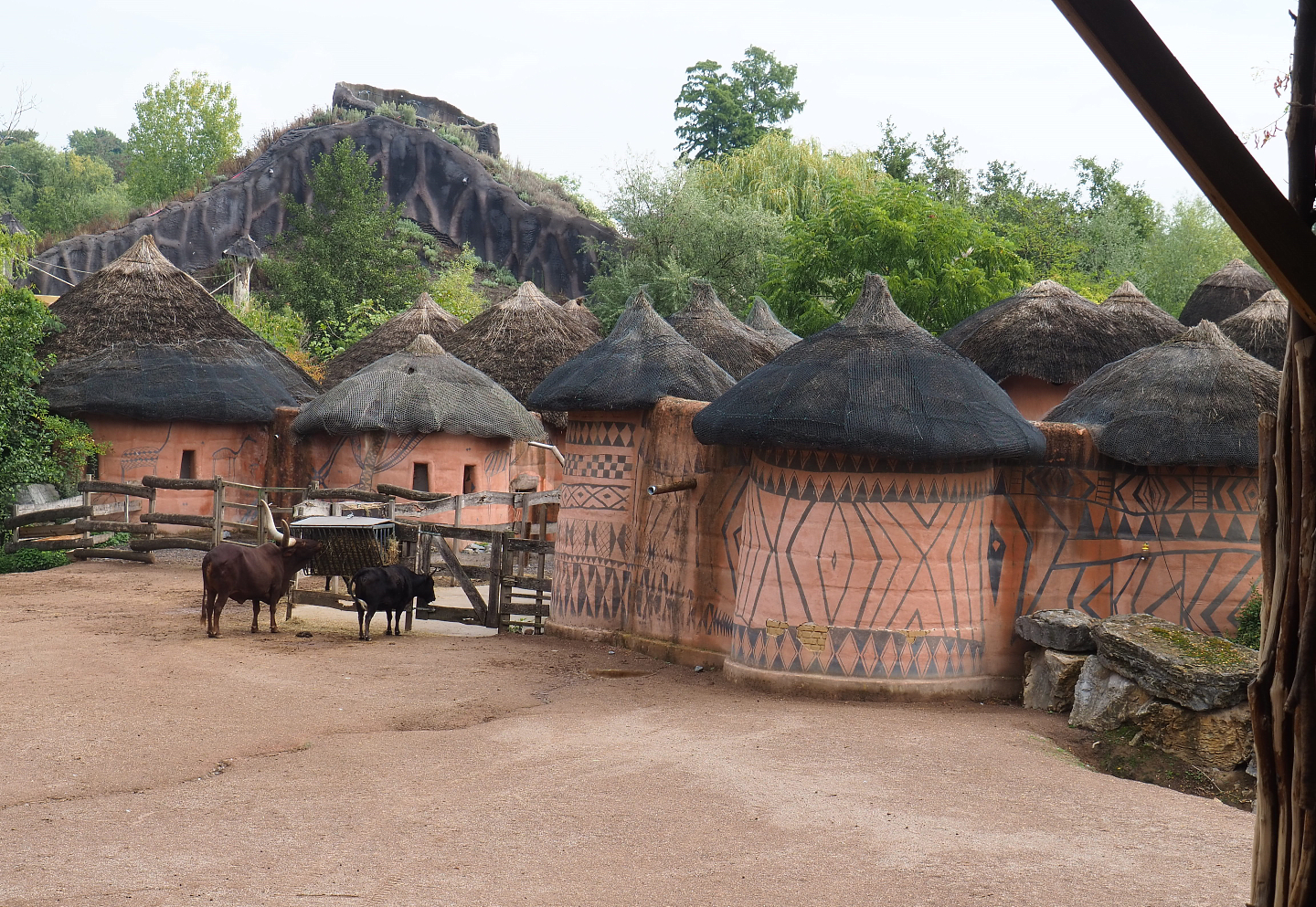African cattle/Ostrich and Red river hog barns, with gorilla volcano in background, 2022-09-15