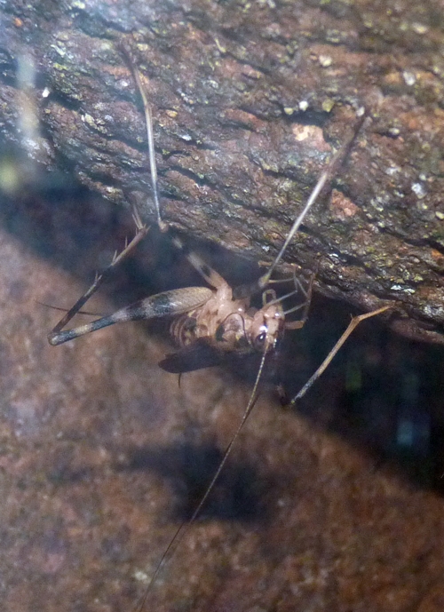 African cave cricket (Phaeophilacris geertsi)
