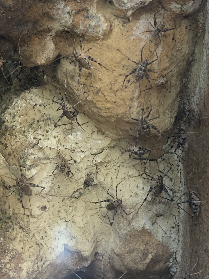 African cave crickets