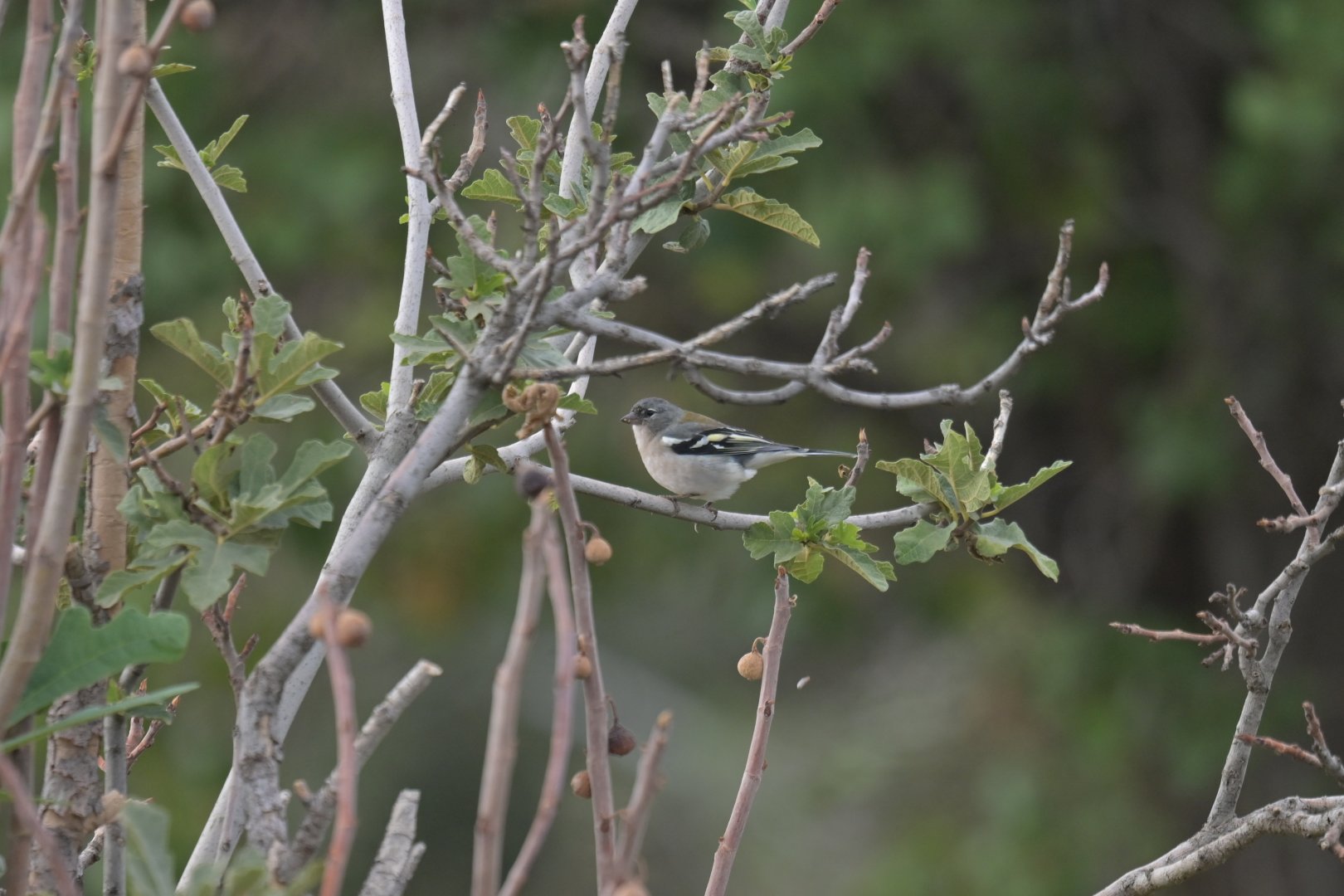 African Chaffinch Fringilla spodiogenys