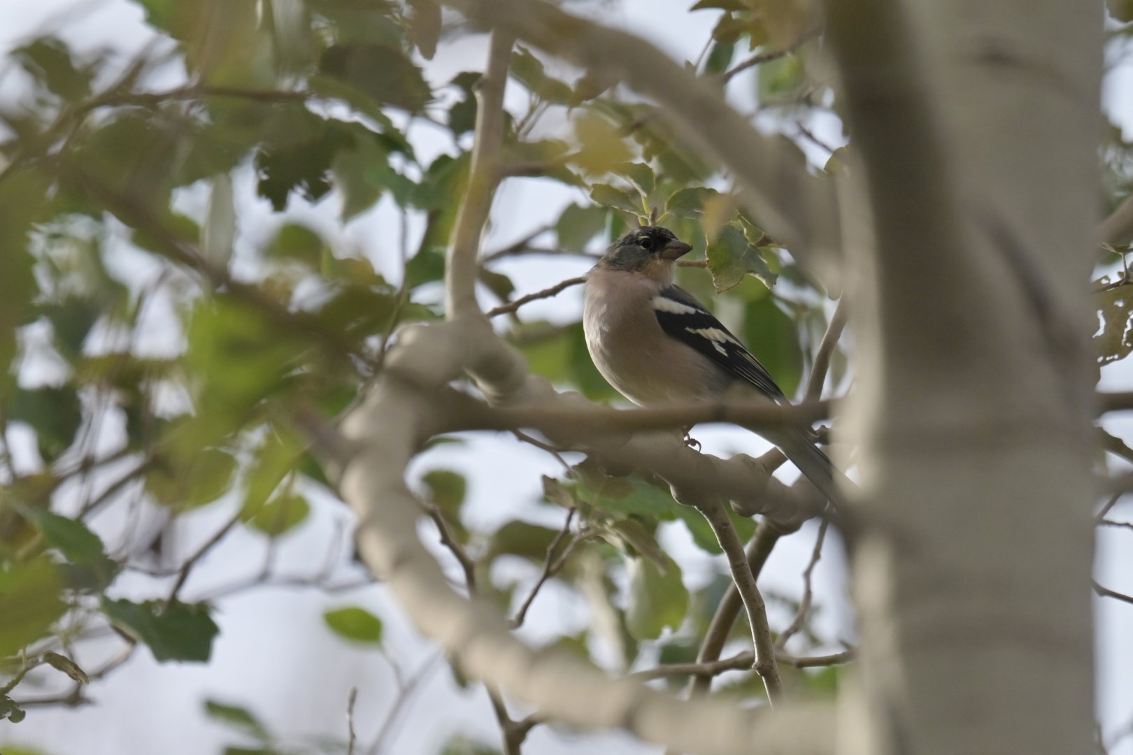 African Chaffinch Fringilla spodiogenys