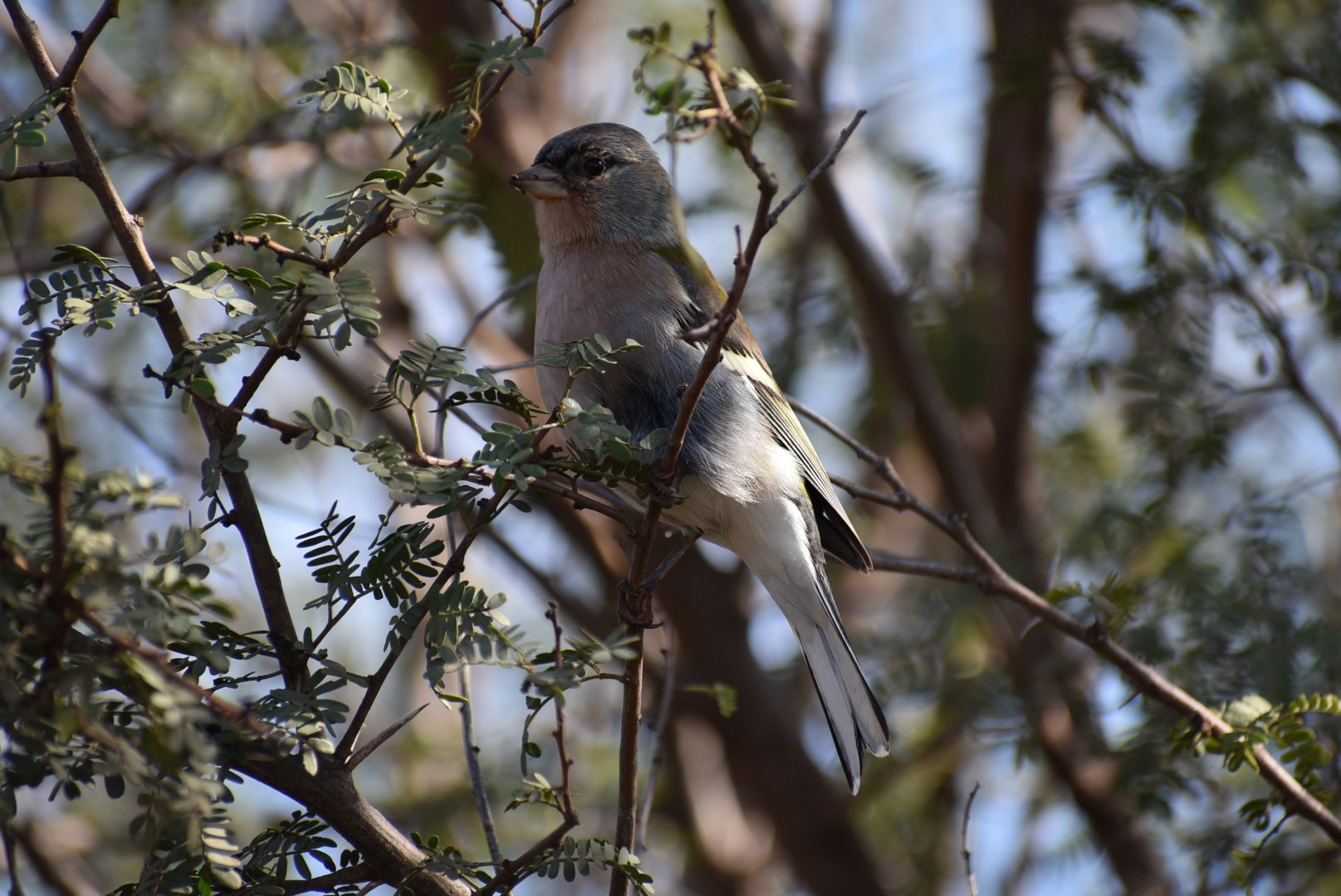 African chaffinch - (Issen, Morocco)