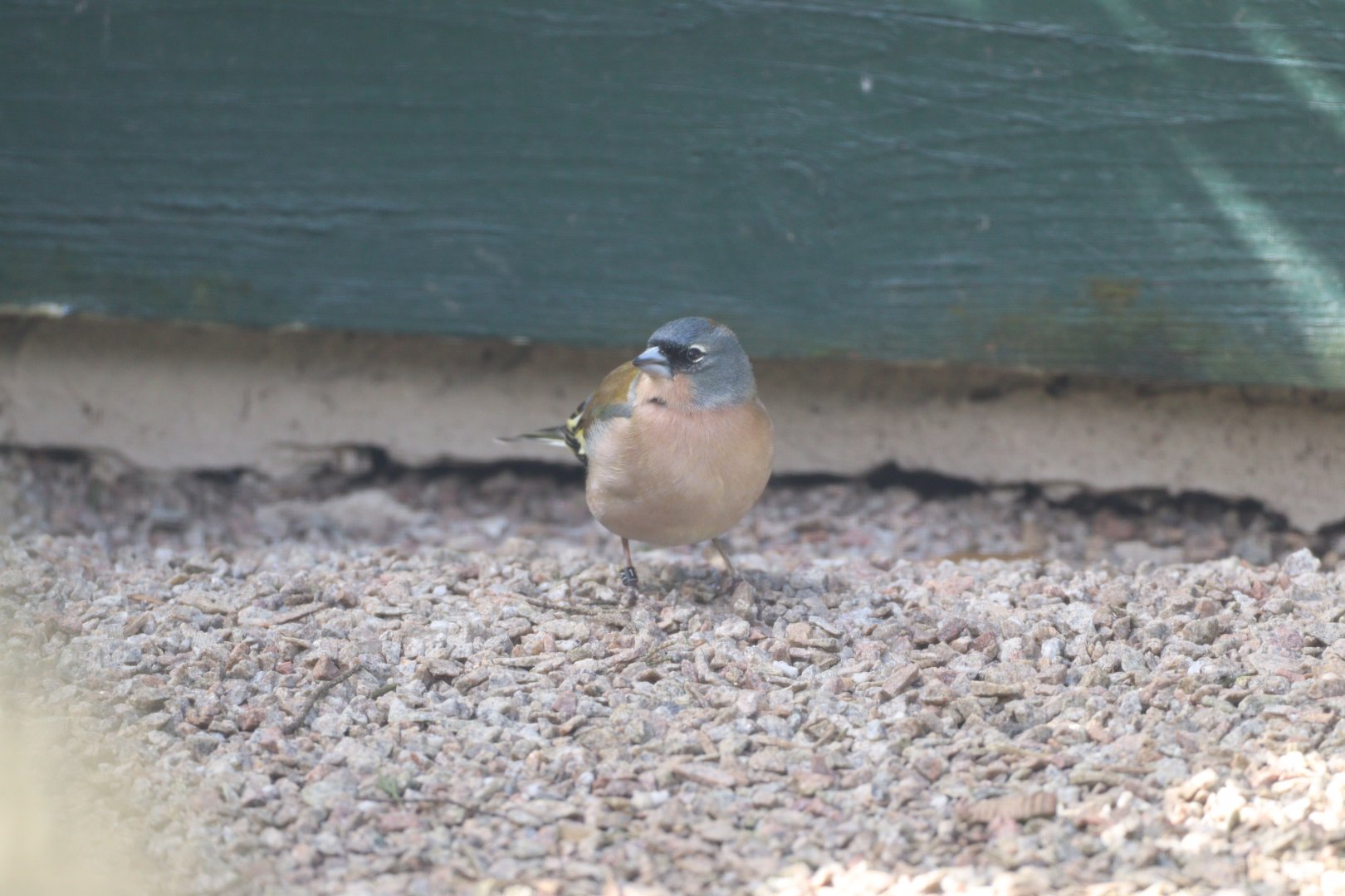 African Chaffinch