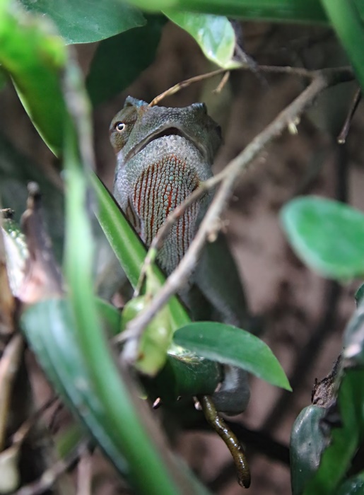 African chameleon (Chamaeleo africanus)