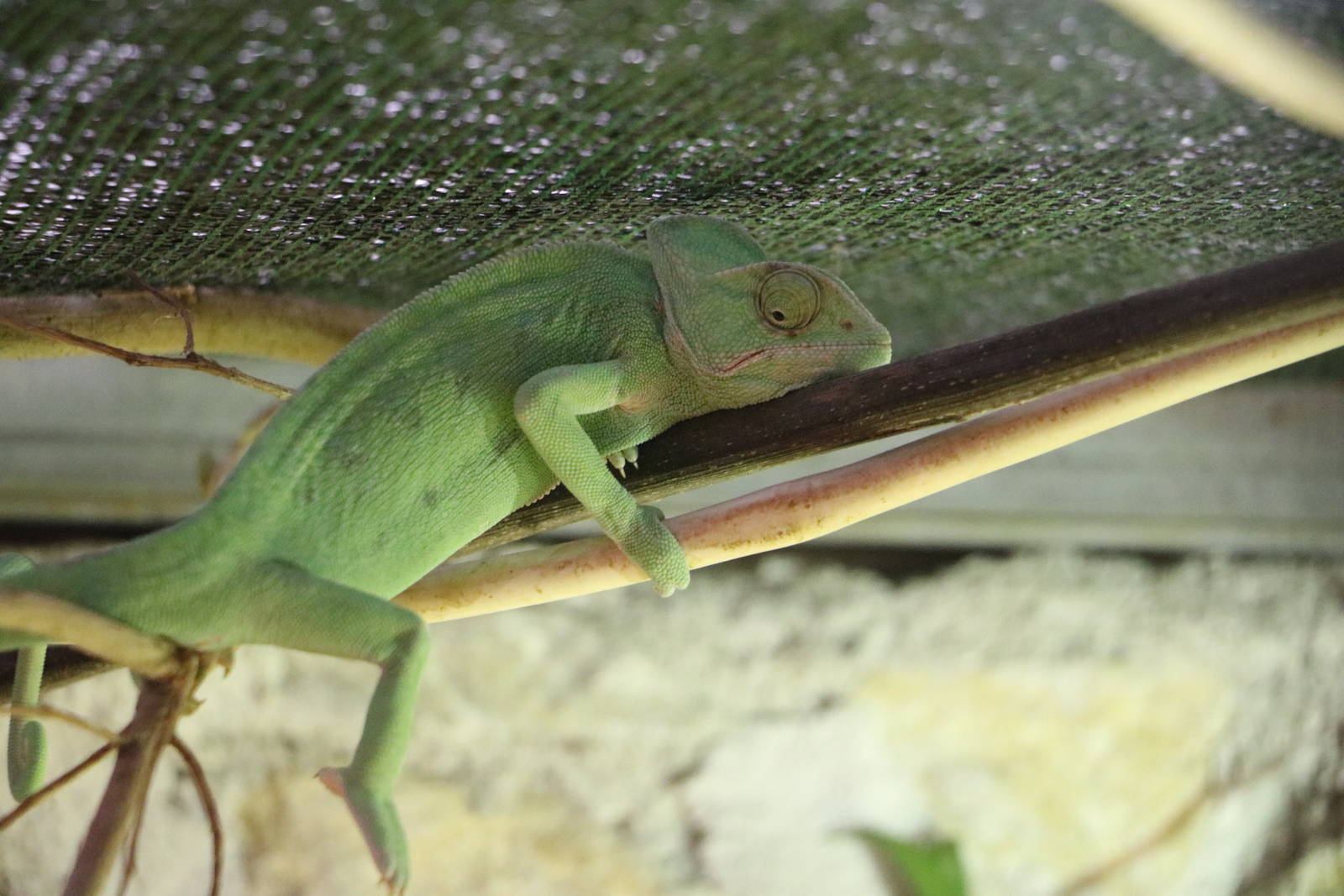 African chameleon, February 2016