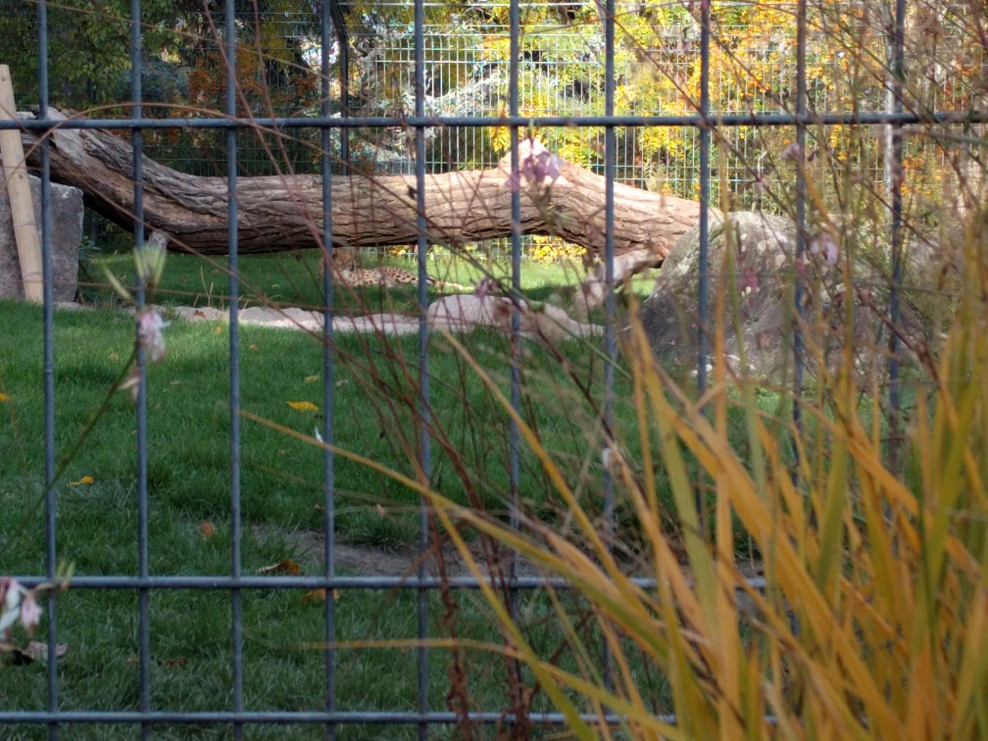 African Cheetah Enclosure