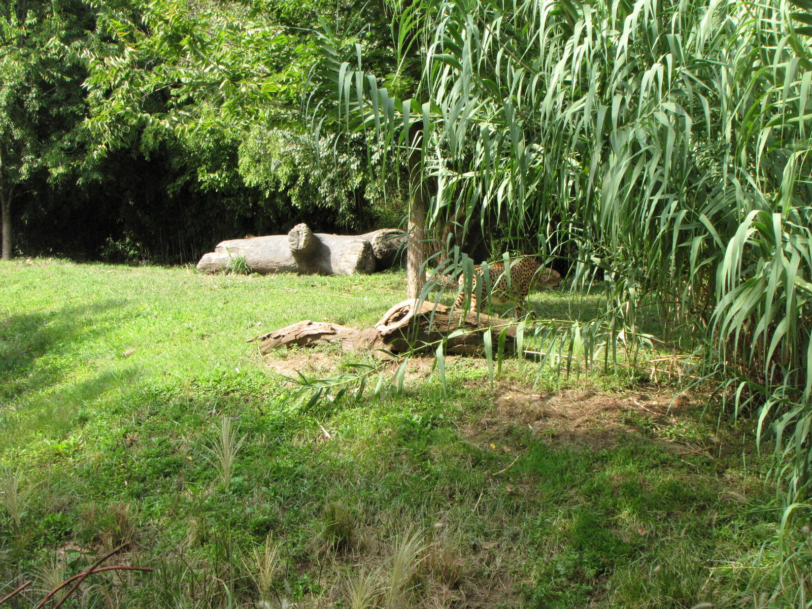 African Cheetah Habitat