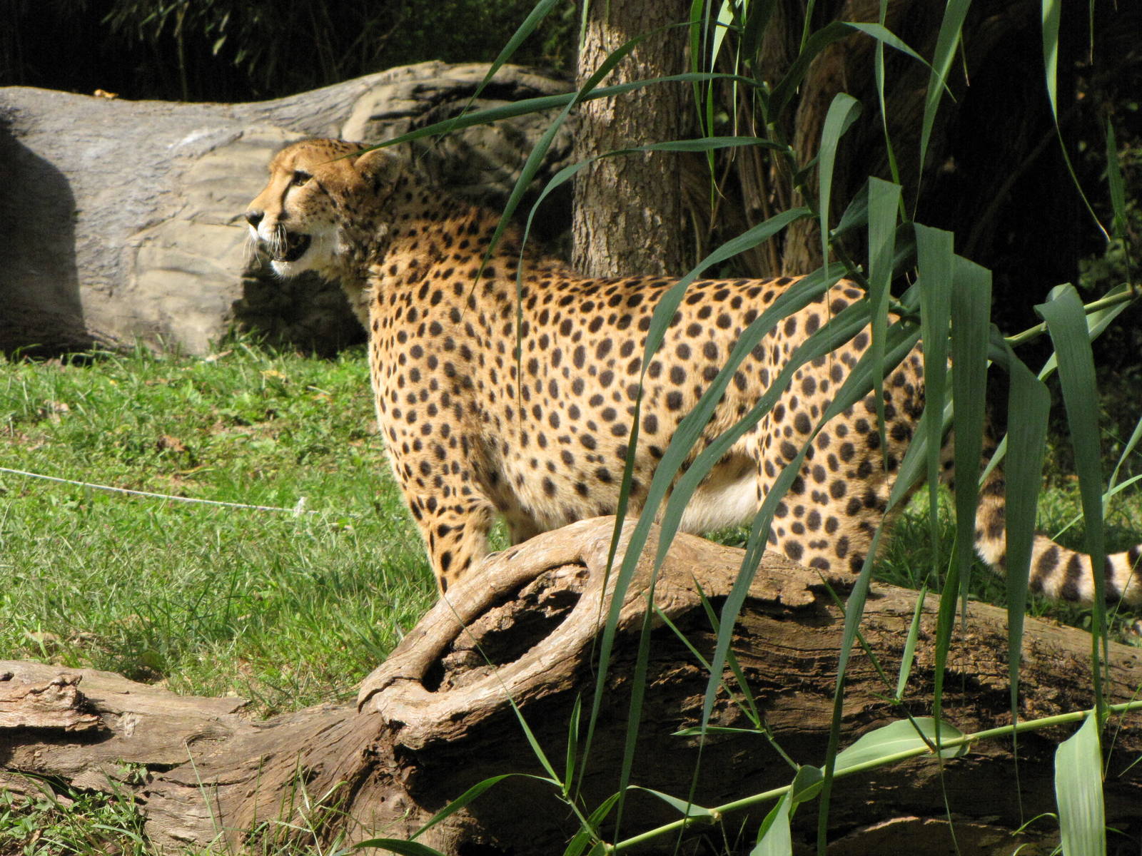 African Cheetah