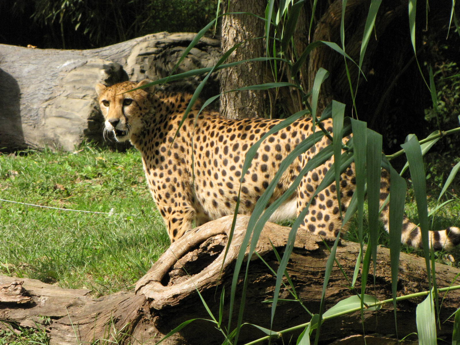 African Cheetah
