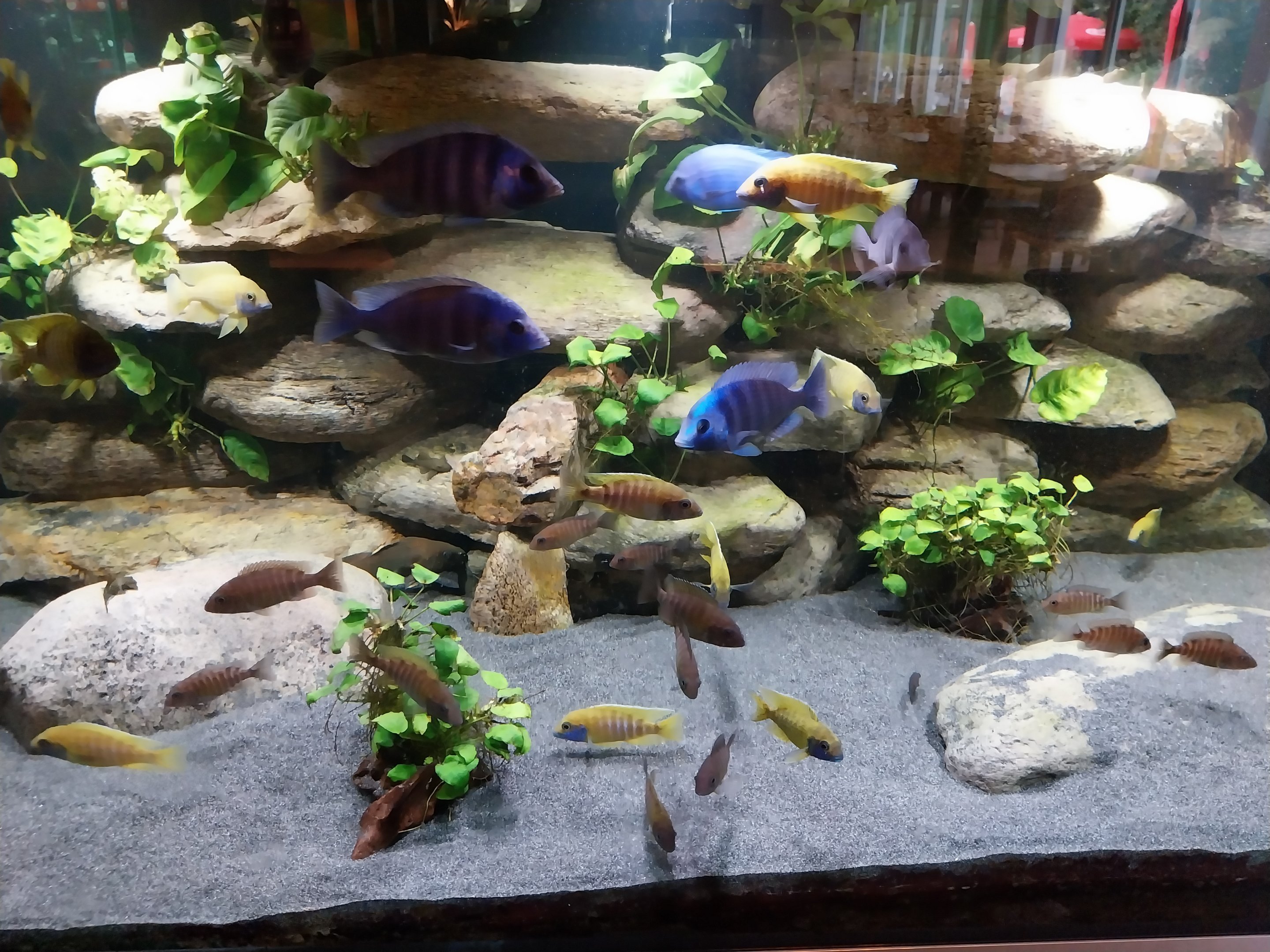 African Cichlid Aquarium in restaurant