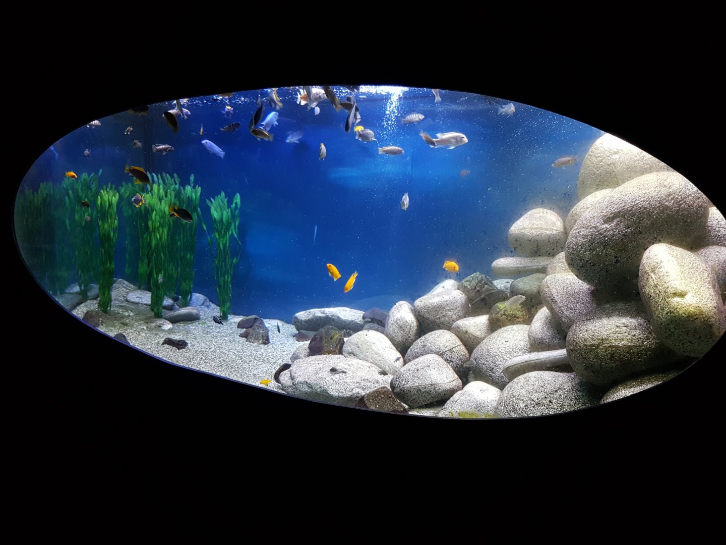 African cichlid aquarium