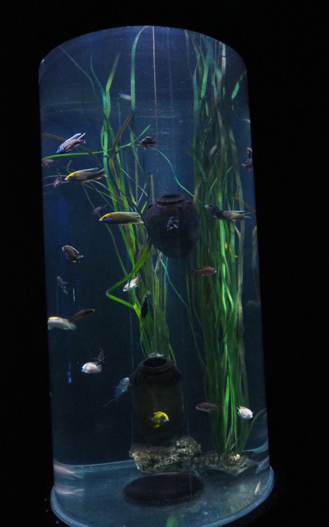 African cichlid cylinder tank, 2020-09-03
