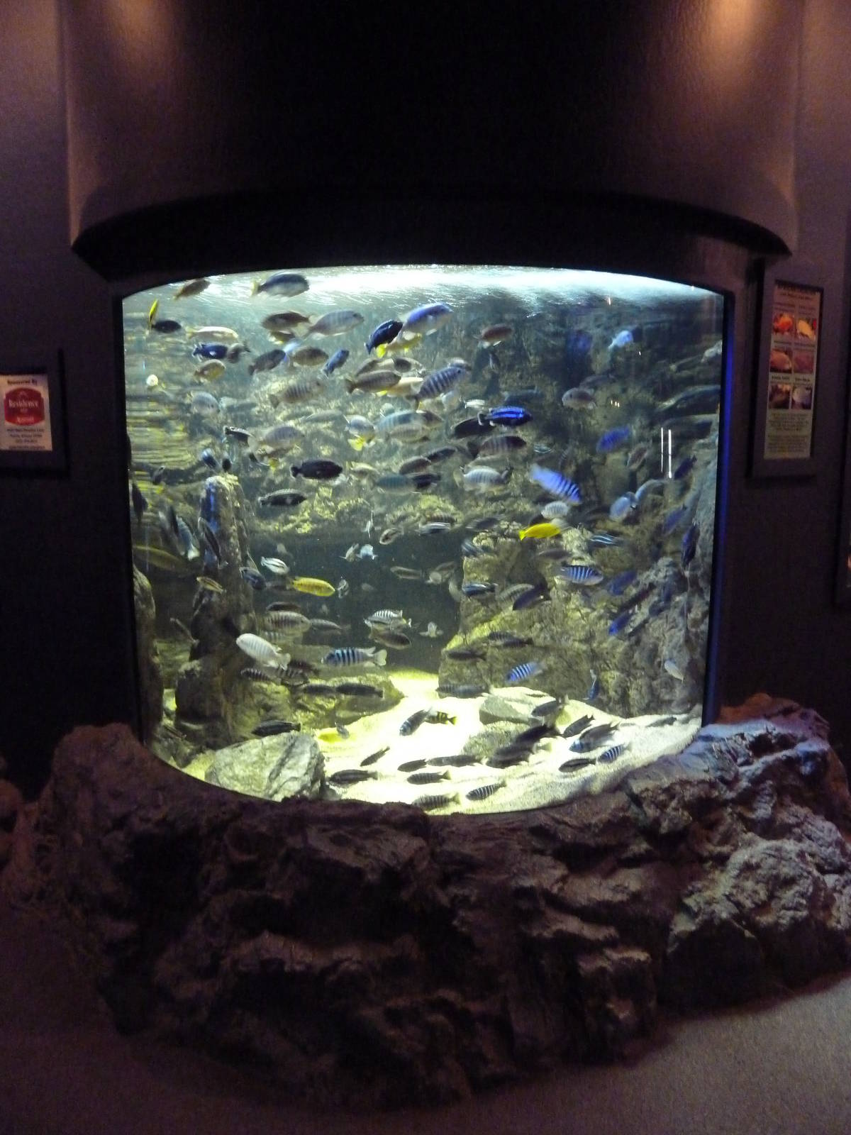 African Cichlid Exhibit