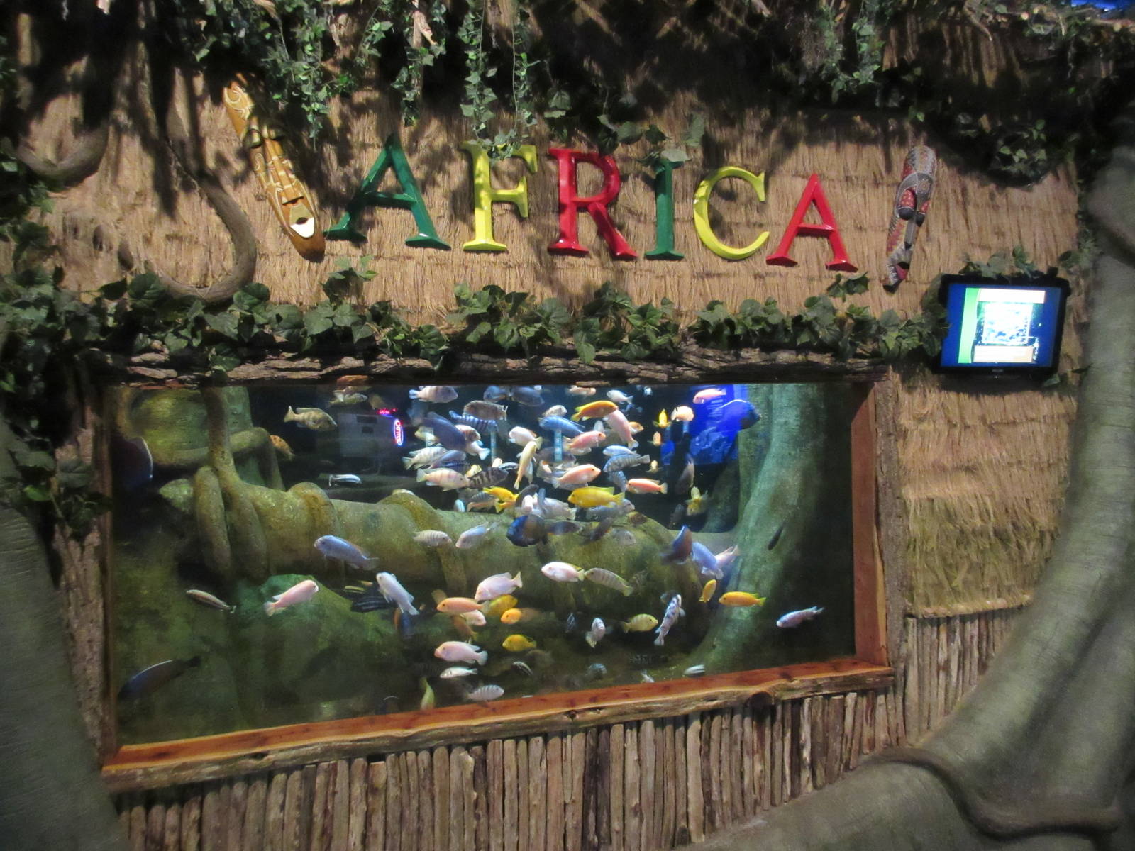 African Cichlid Exhibit