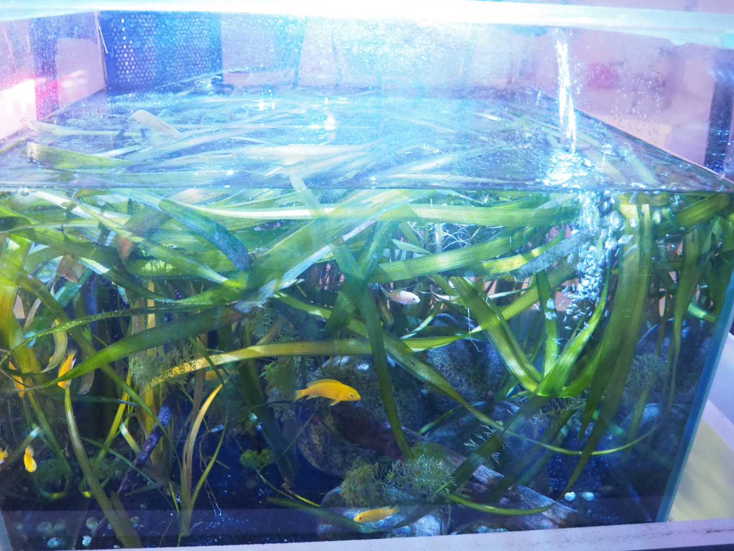 African cichlid raising tank, 2022-09-14