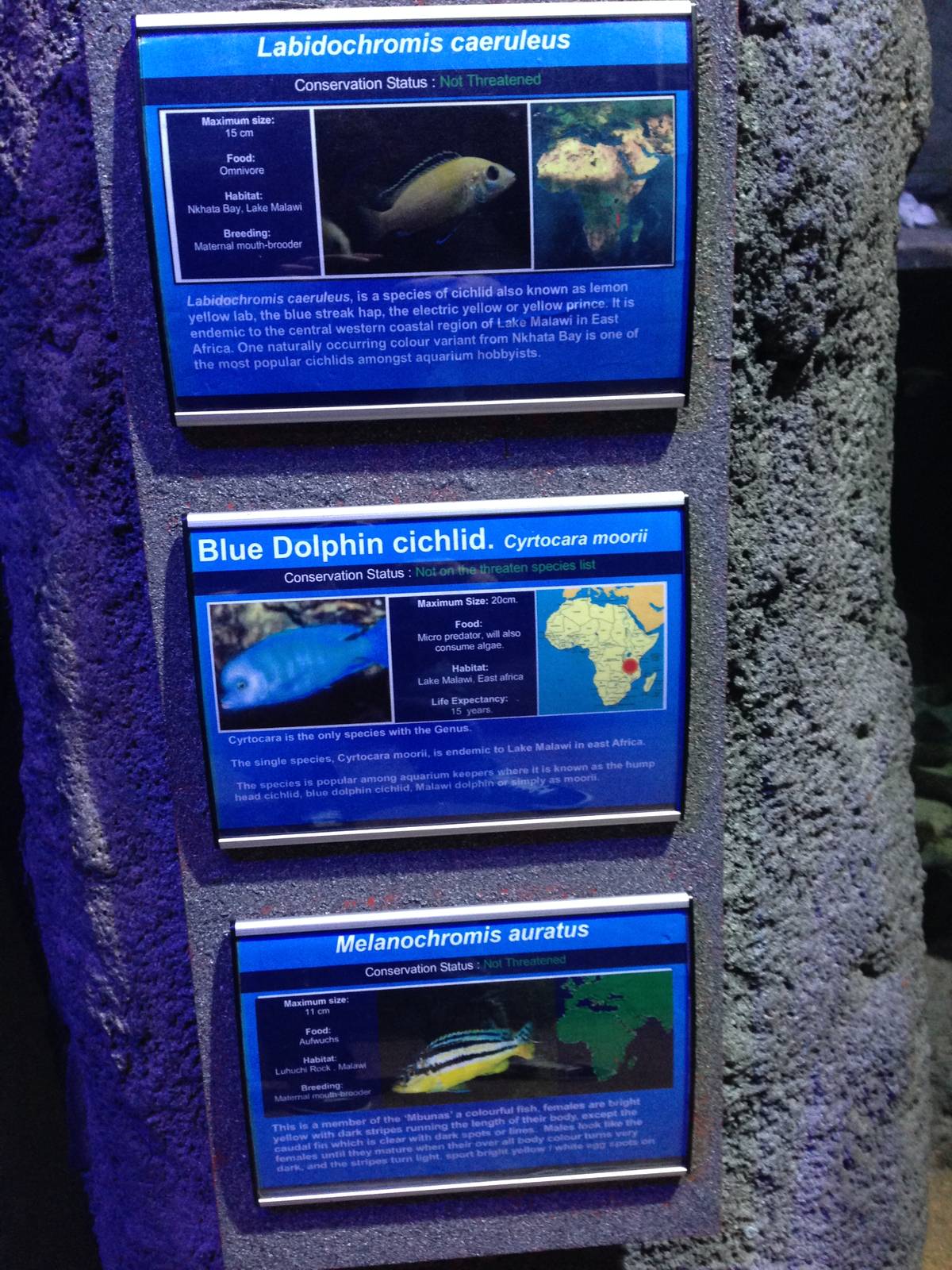 African Cichlid Signage at Blue Planet Aquarium - 05/10/2013